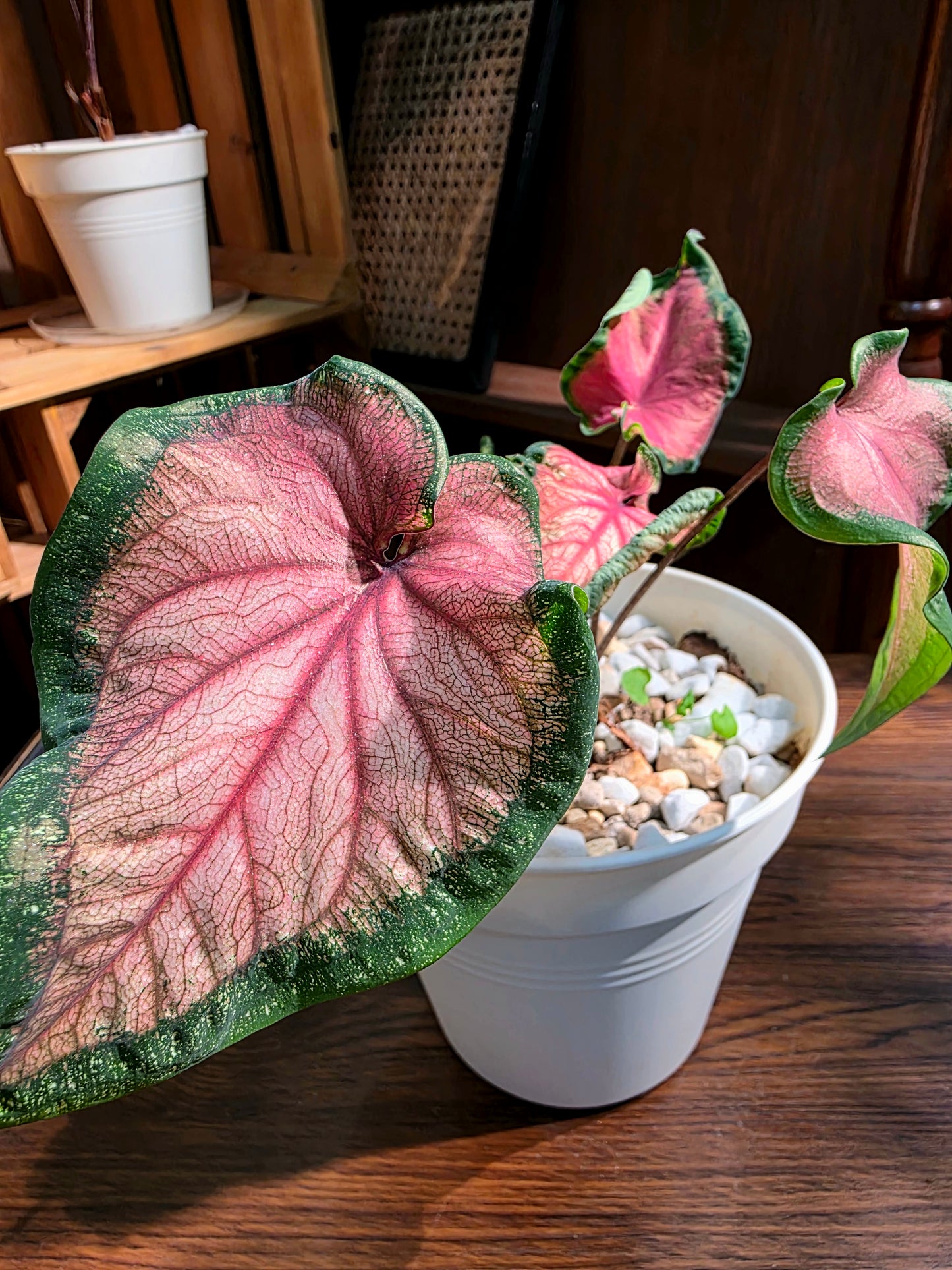 Caladium 甜心彩葉芋