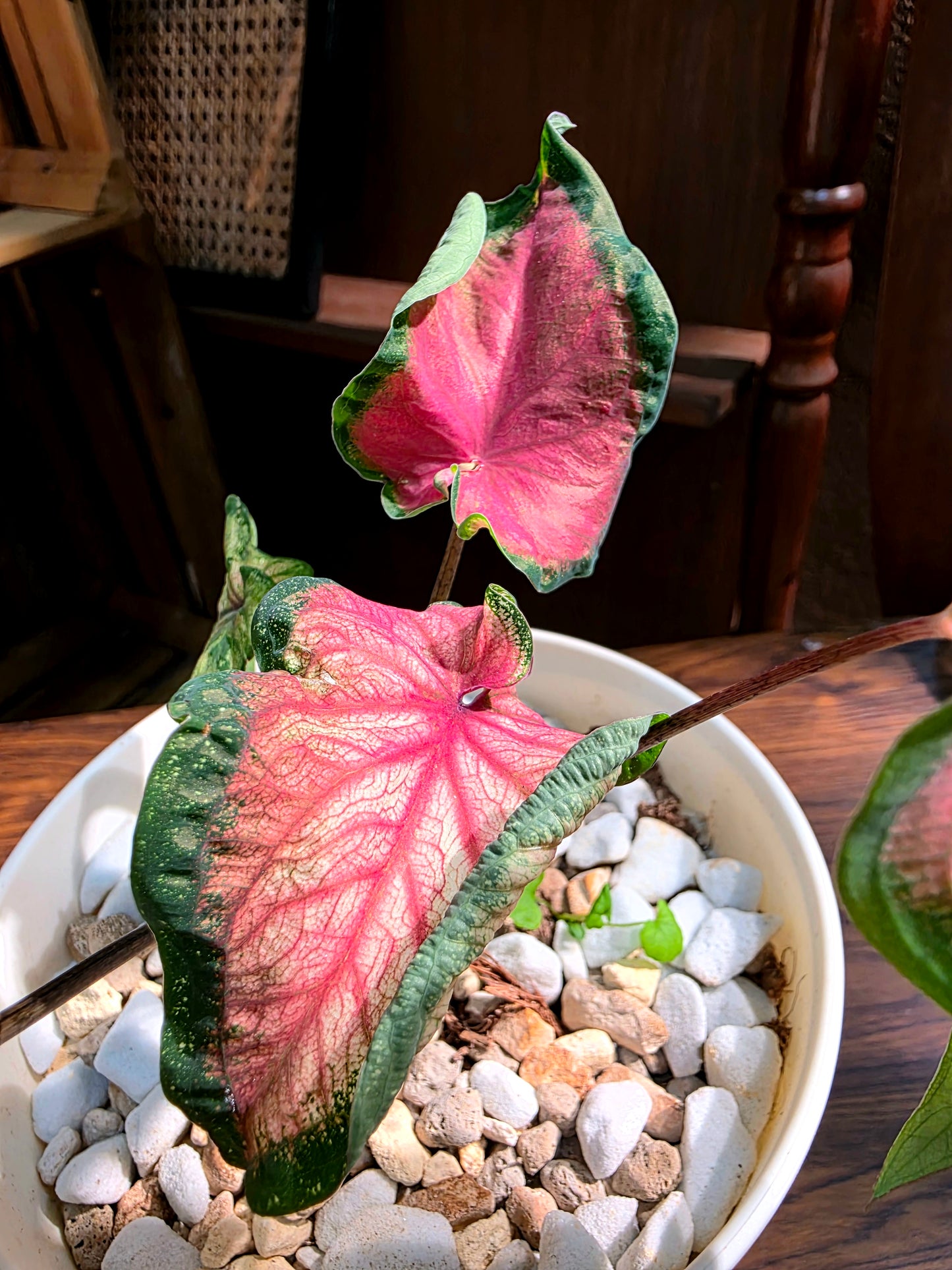Caladium 甜心彩葉芋