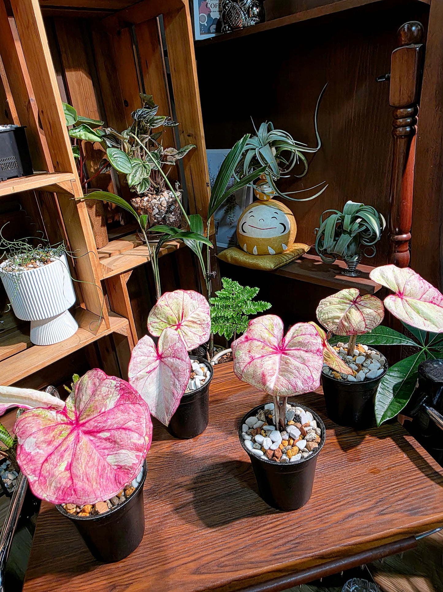 Caladium Thailand 泰國彩葉芋