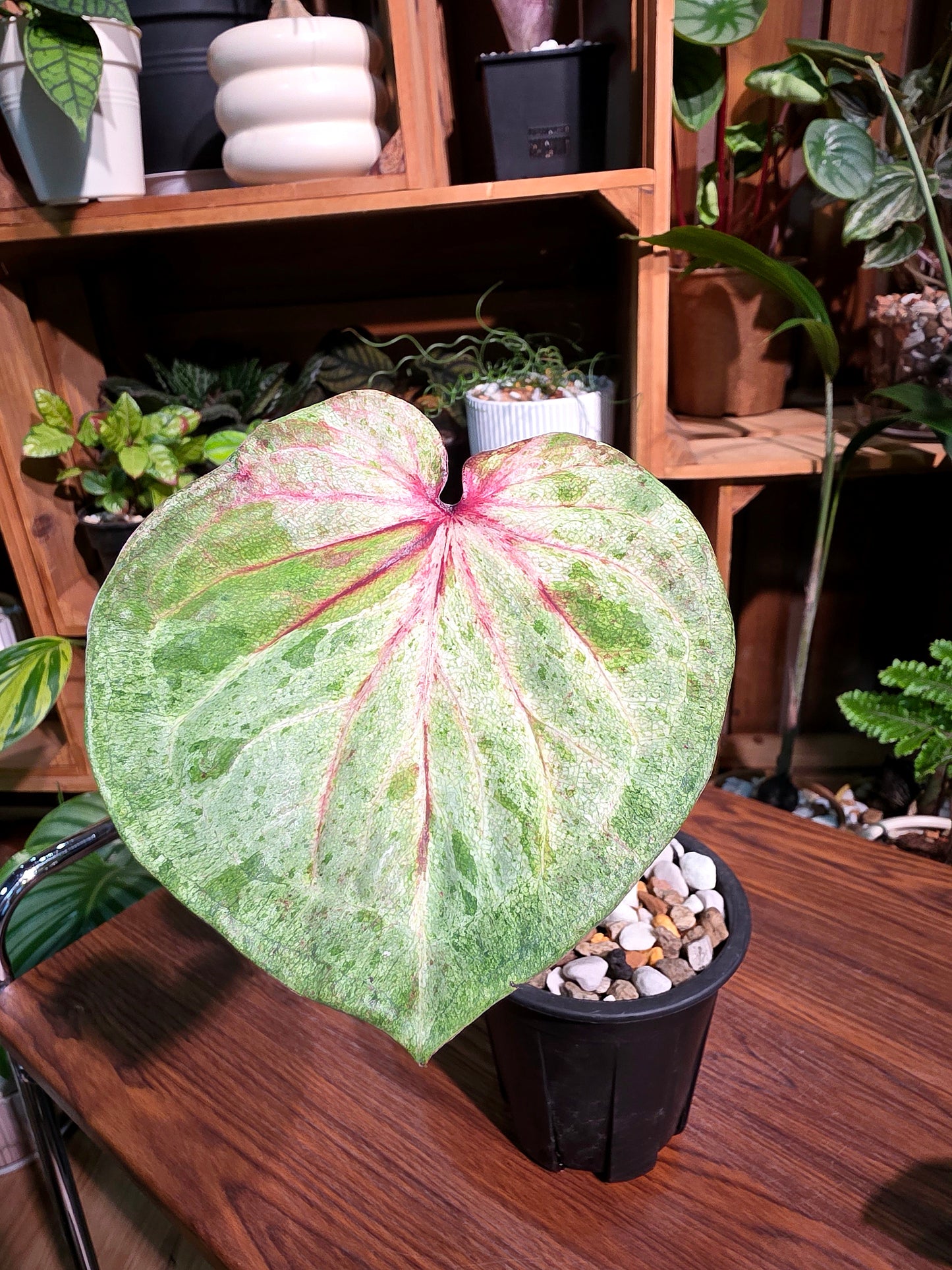 Caladium Thailand 泰國彩葉芋 - 薄荷糖
