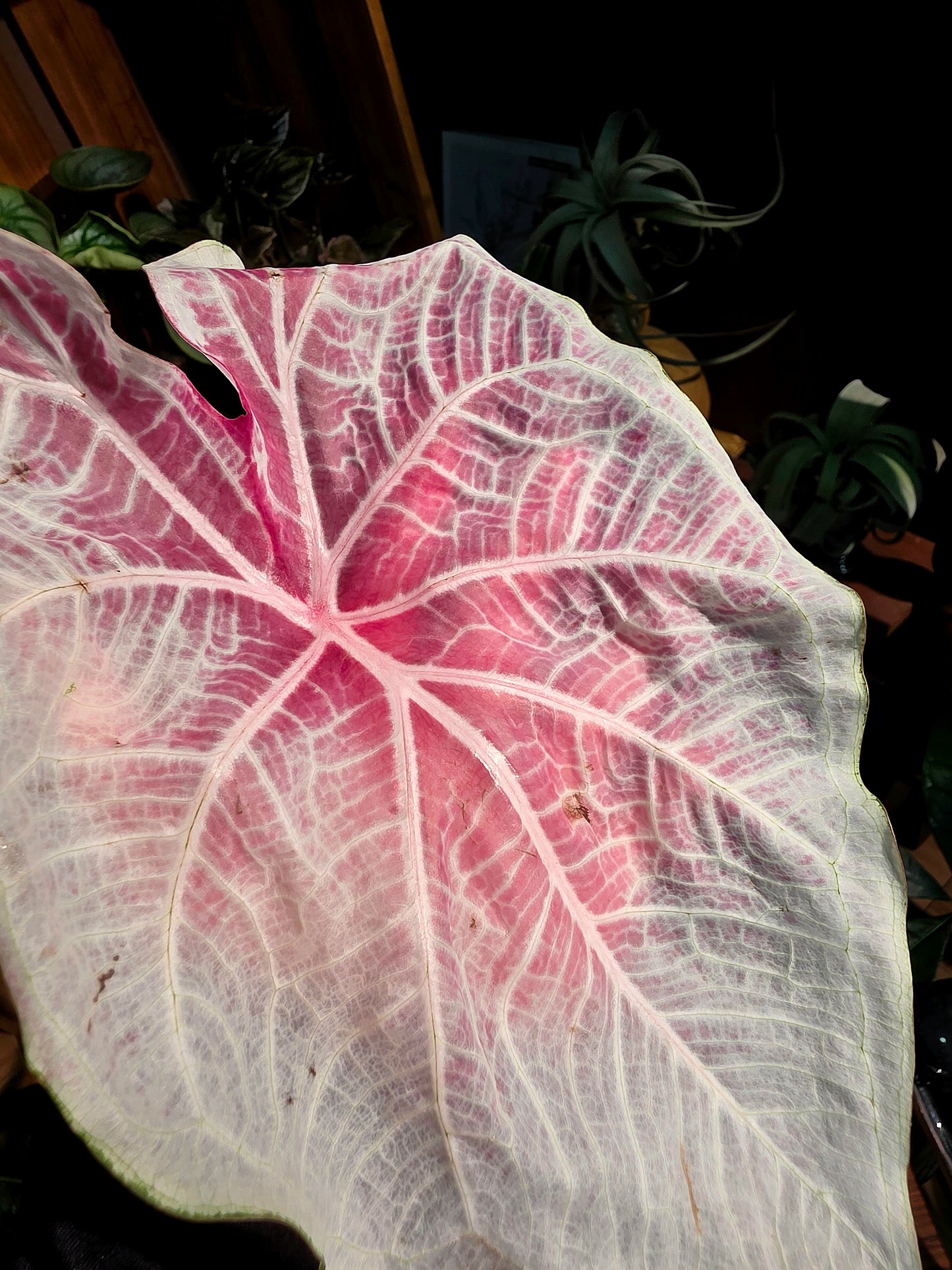 Caladium Thailand 泰國彩葉芋 - Princess Charlotte