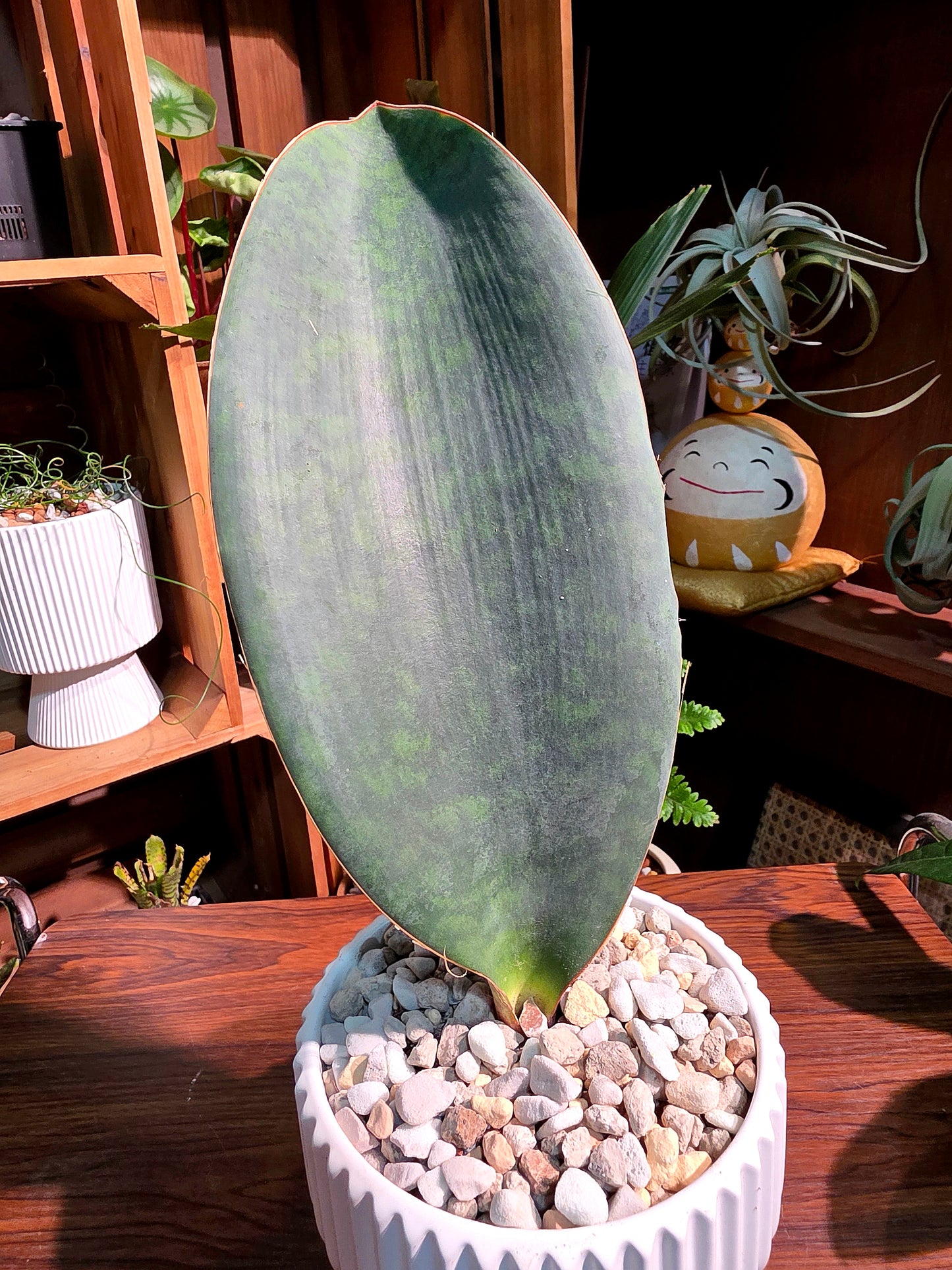 Sansevieria Masoniana 寶扇虎尾蘭