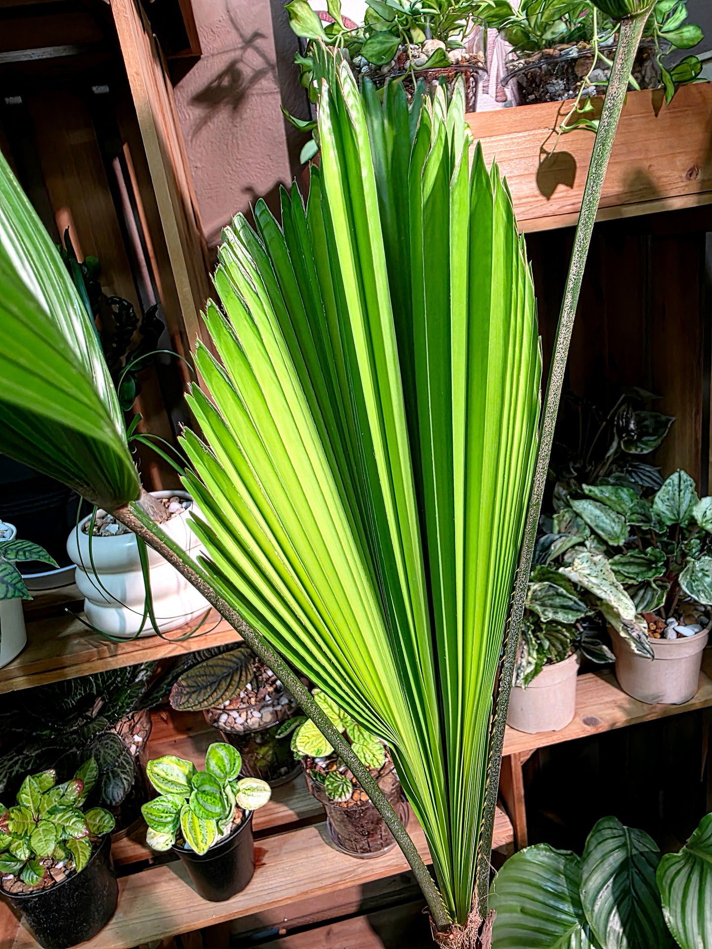 Chinese fan palm 圓葉蒲葵