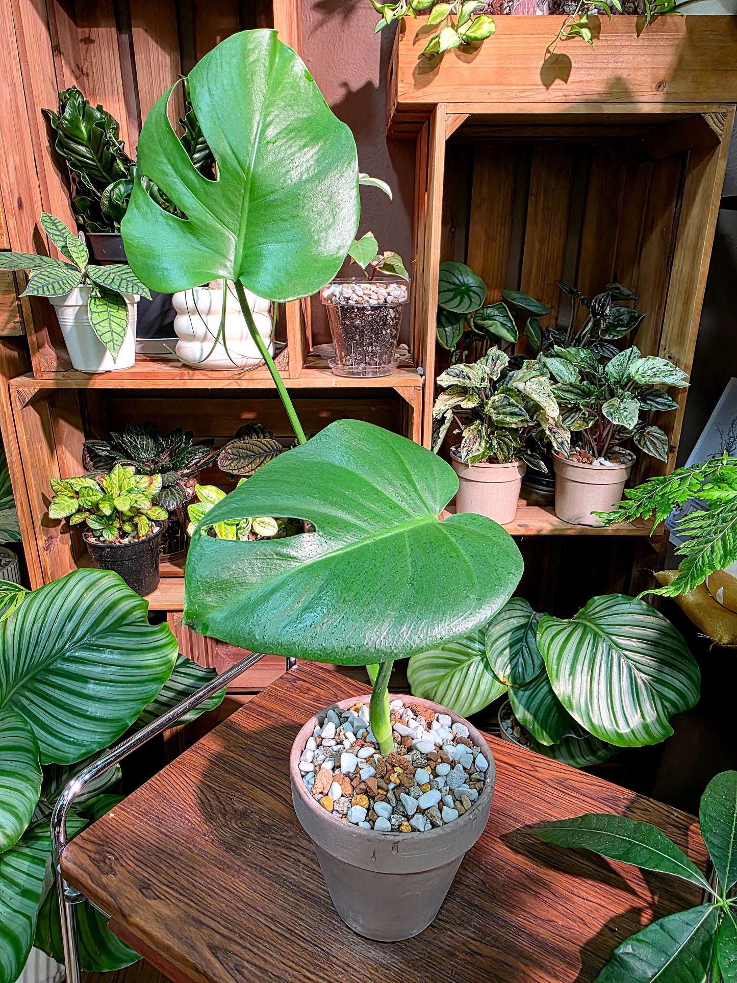 Monstera deliciosa 迷你龜背竹