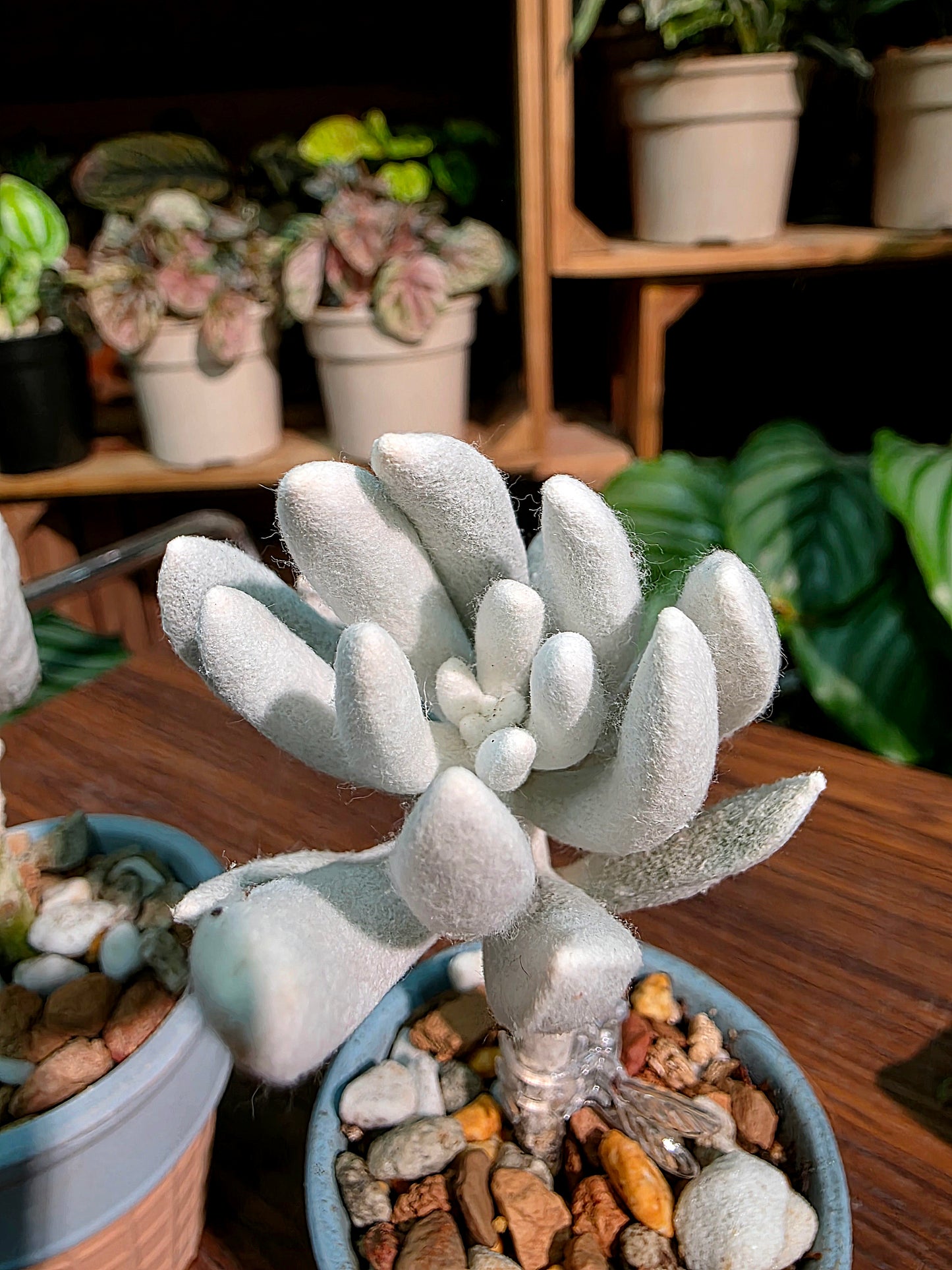 Senecio haworthii 銀月
