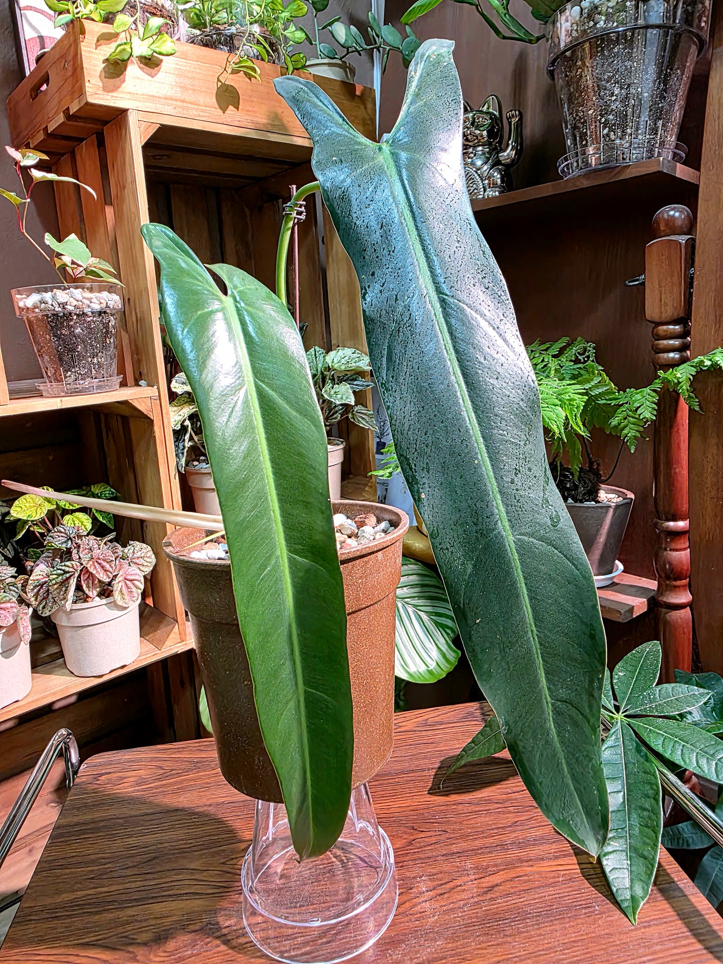 Philodendron spiritus sancti 聖靈蔓綠絨