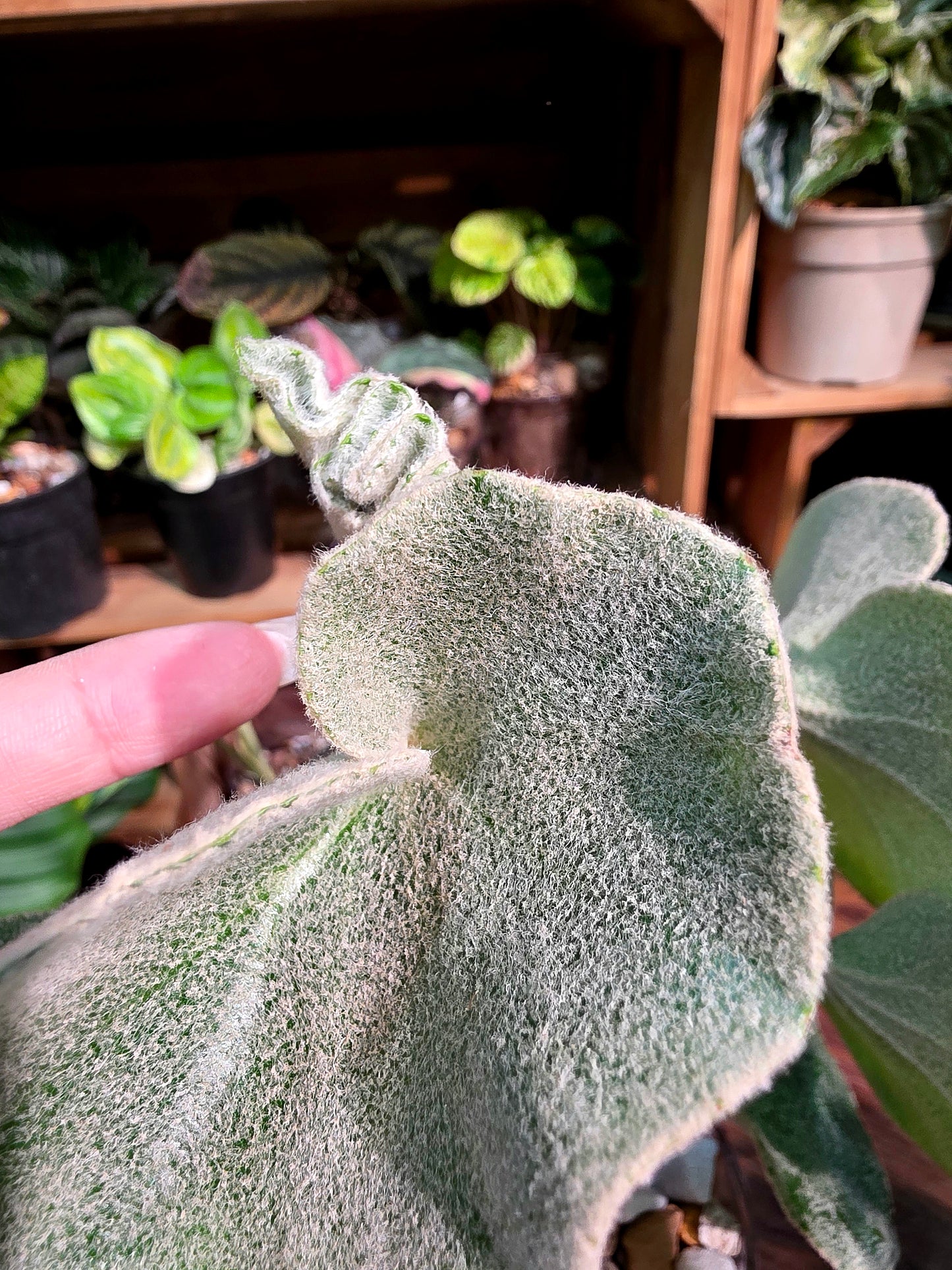 Begonia venosa 維諾沙秋海棠