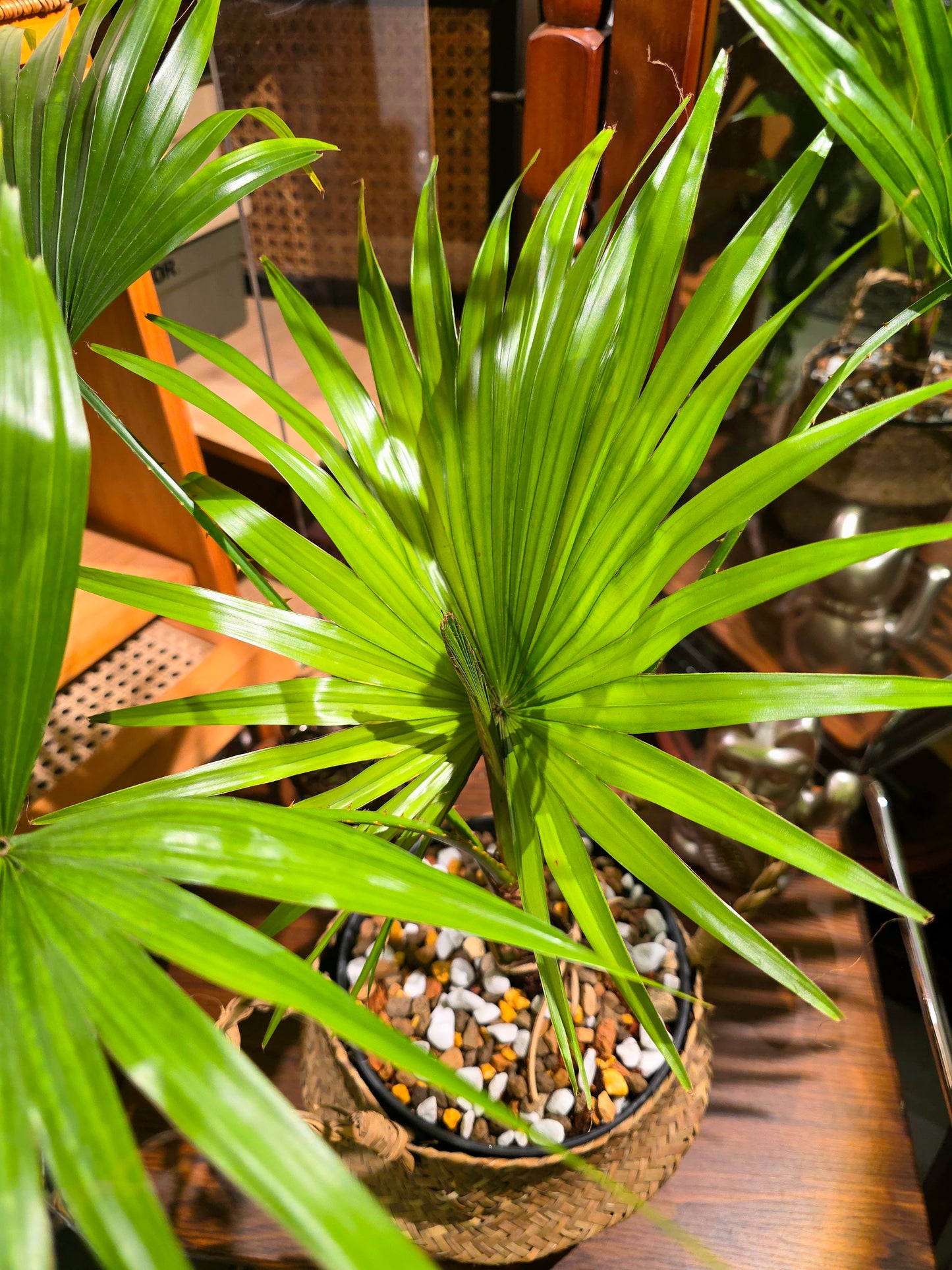 Livistona chinensis 蒲葵
