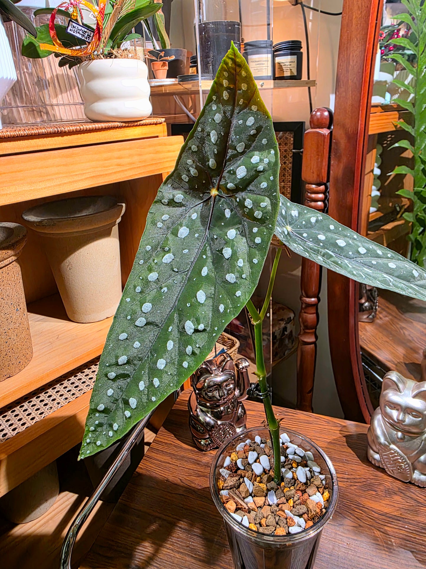 Begonia Sierra Mountain King 塞拉山王秋海棠