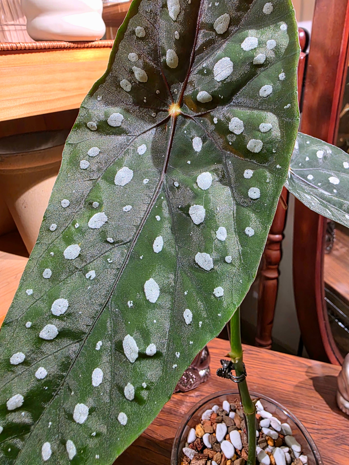 Begonia Sierra Mountain King 塞拉山王秋海棠