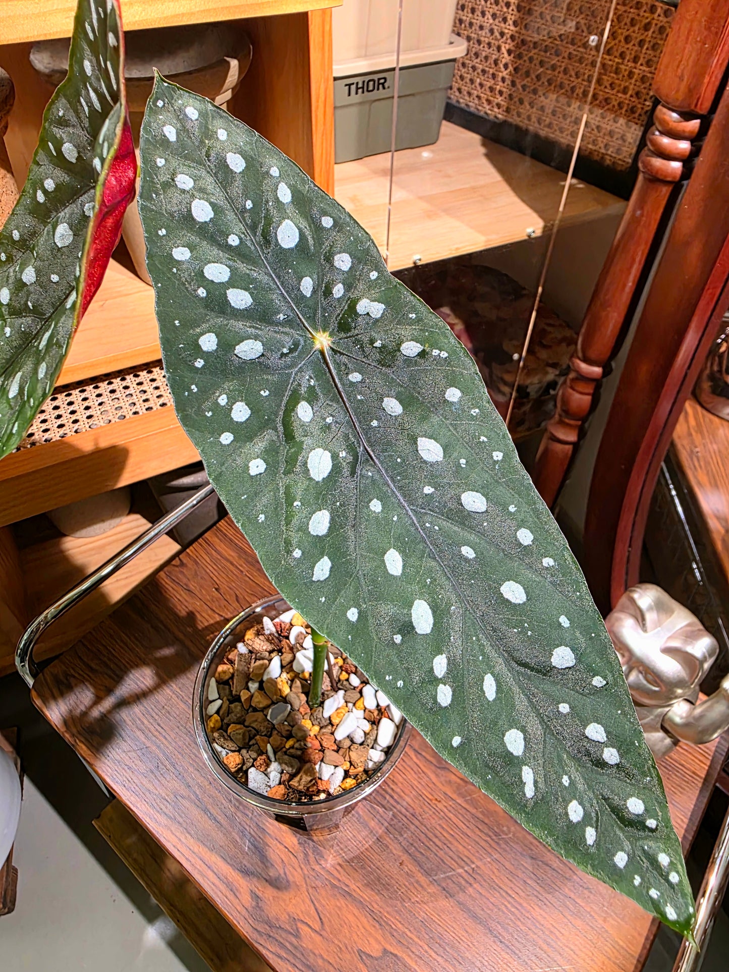 Begonia Sierra Mountain King 塞拉山王秋海棠