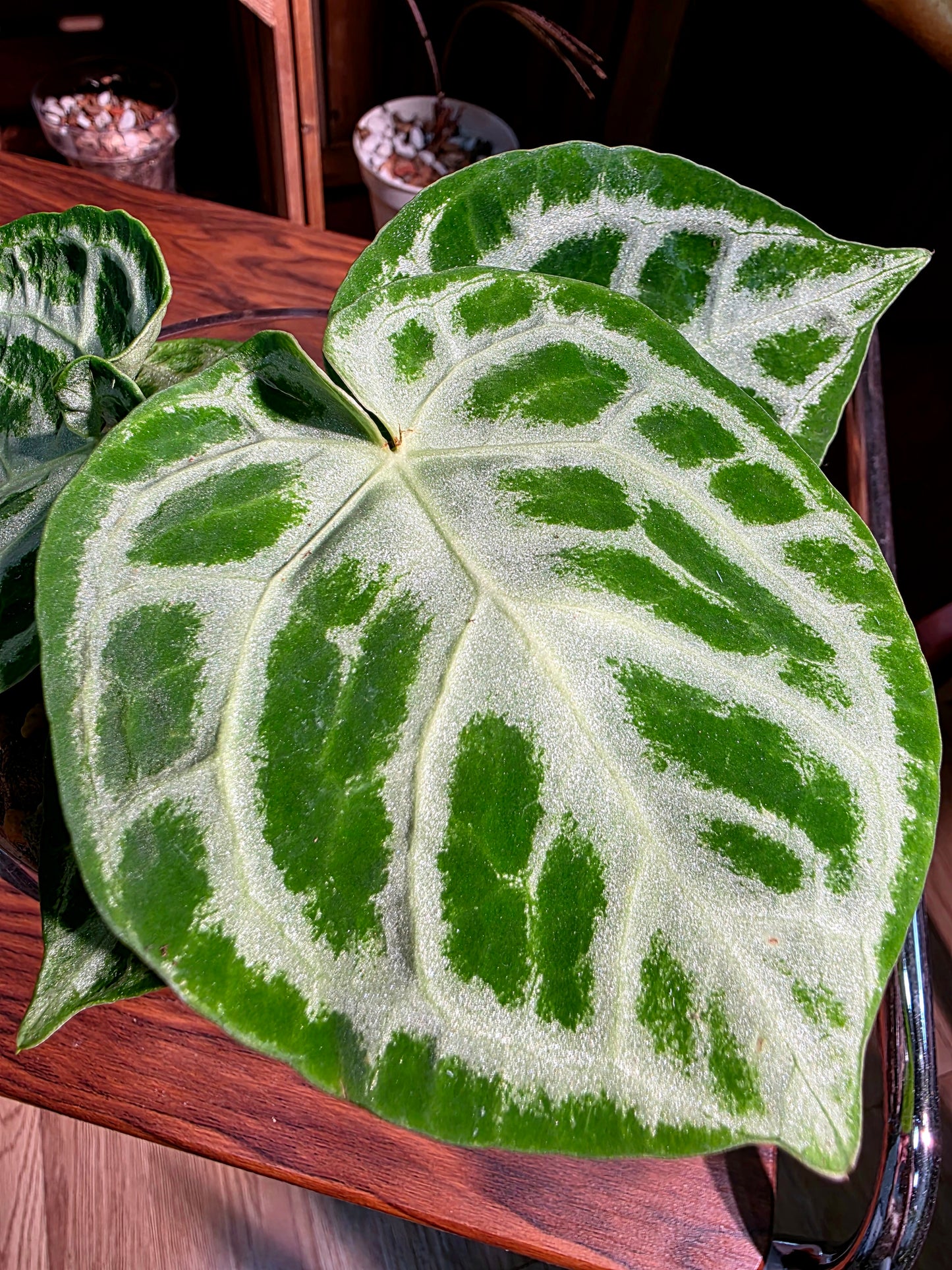 Anthurium dorayaki 銅鑼燒花燭