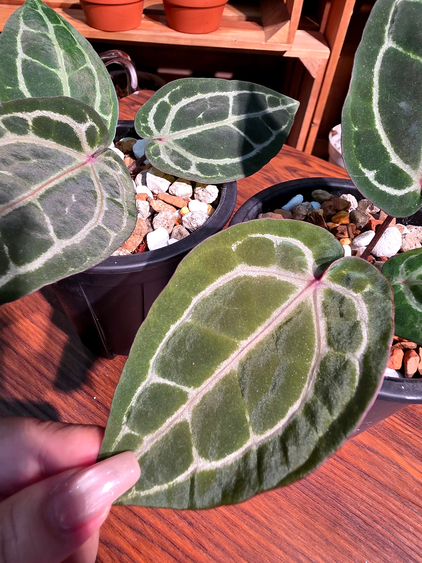 Anthurium red crystallinum F3