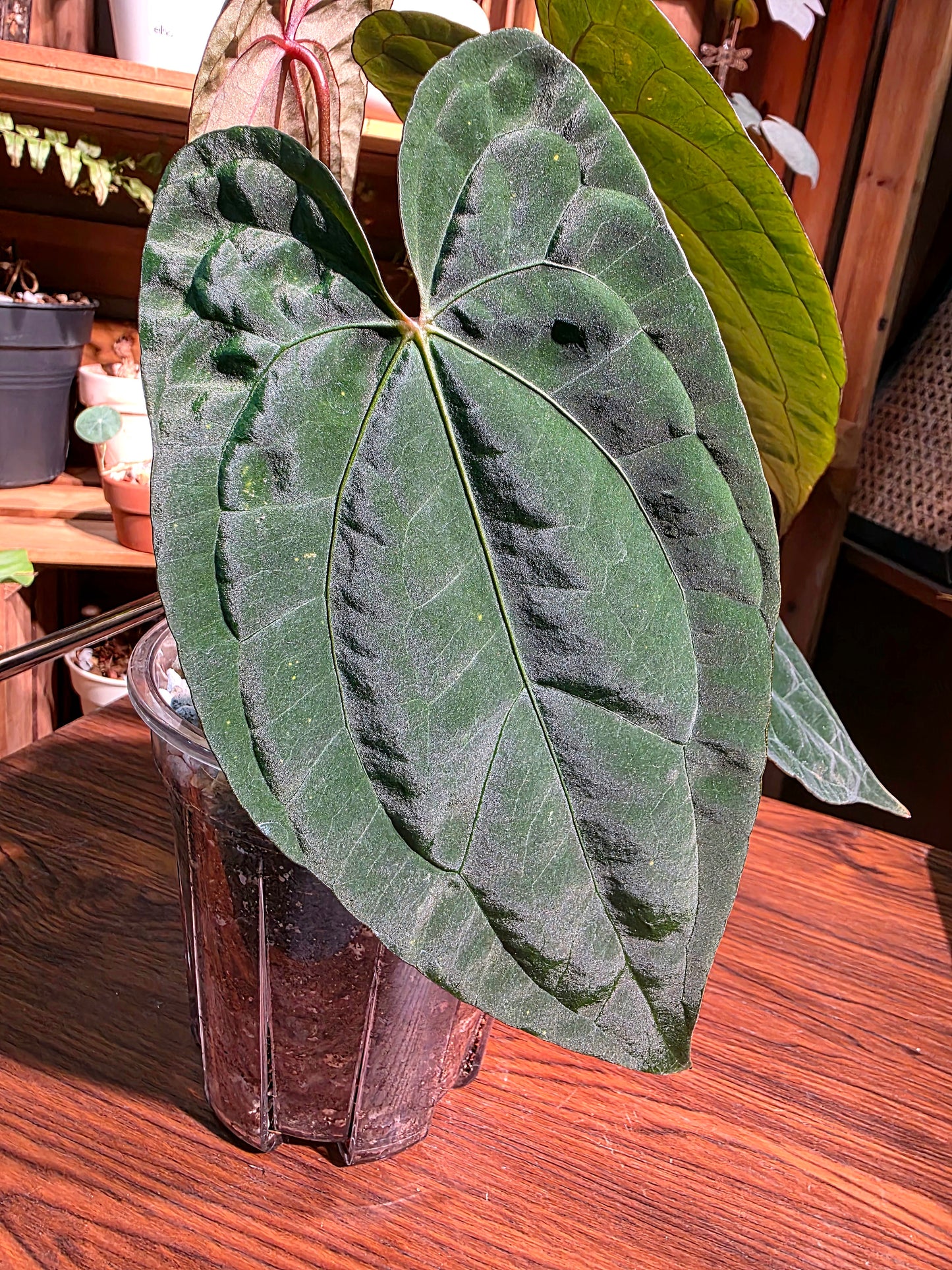 Anthurium fs x dark phoenix red vein