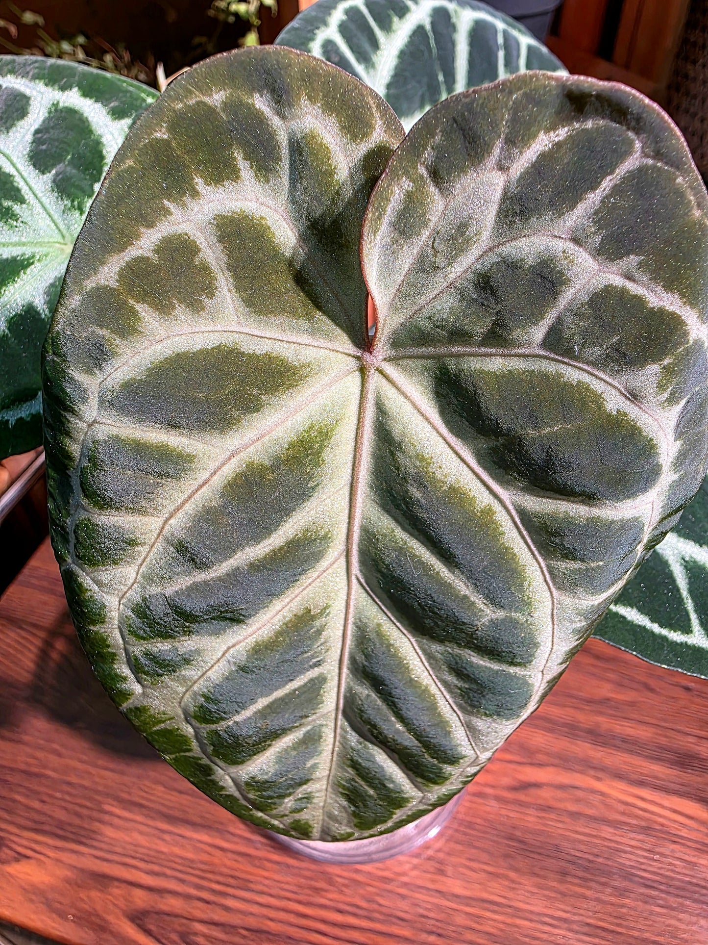 Anthurium crystallinum x silver blush