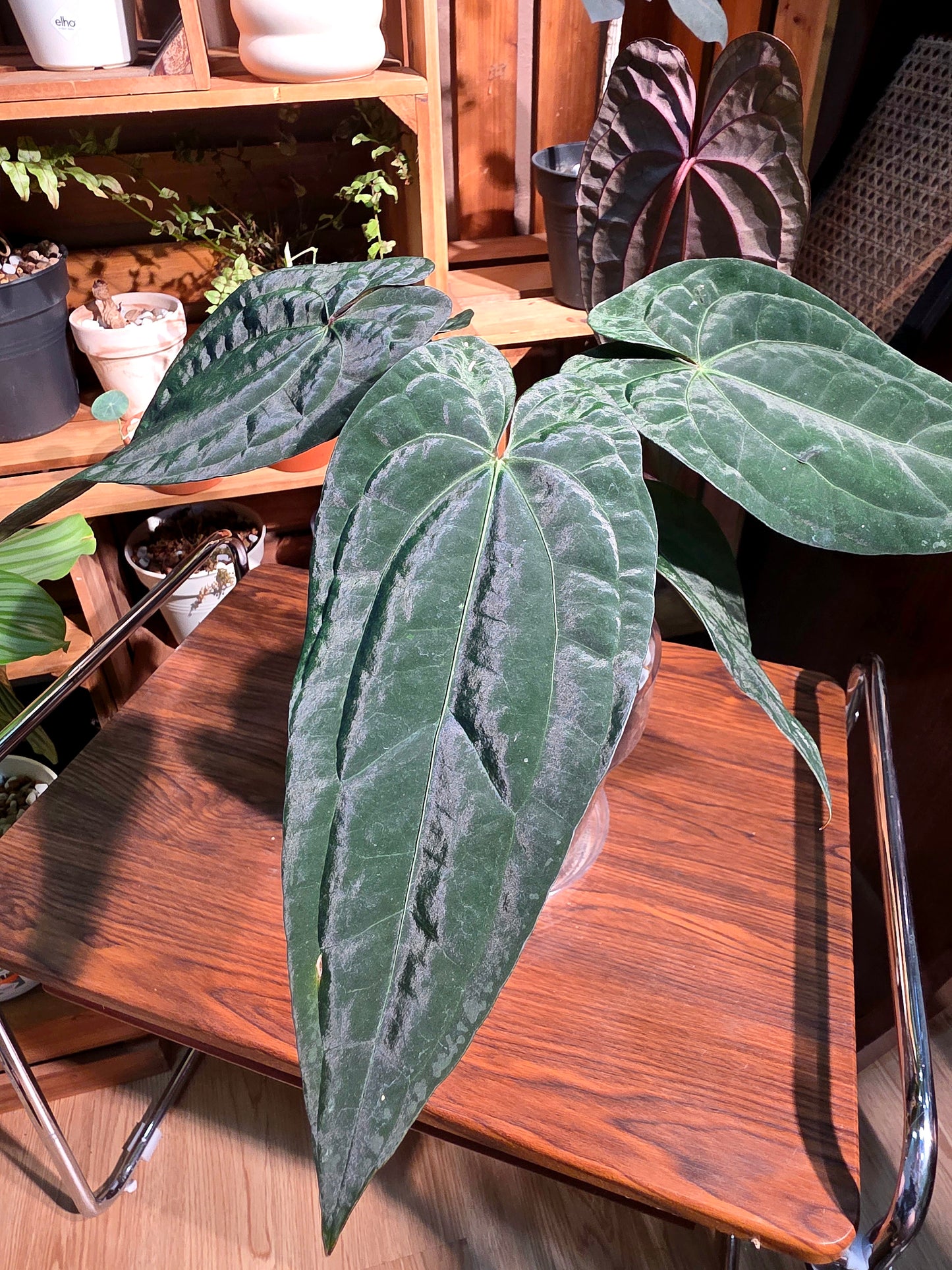 Anthurium aos x dark phoenix red vein