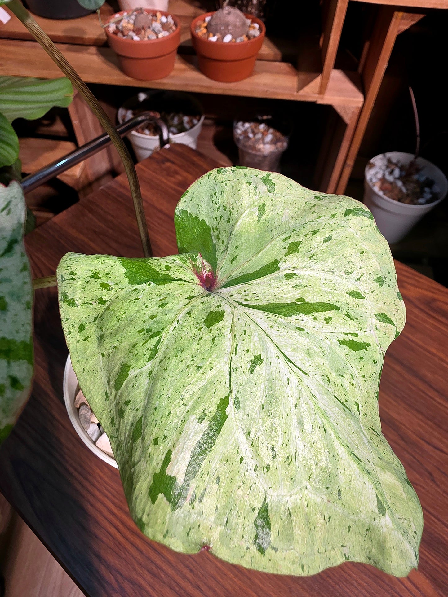 Caladium variagata 斑葉彩葉芋