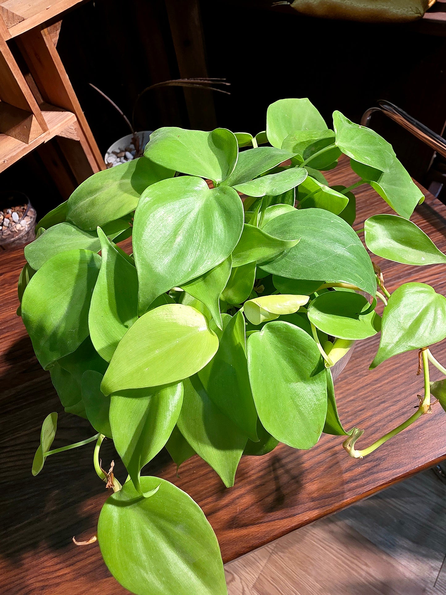 Philodendron lemon lime 檸檬汁蔓綠絨