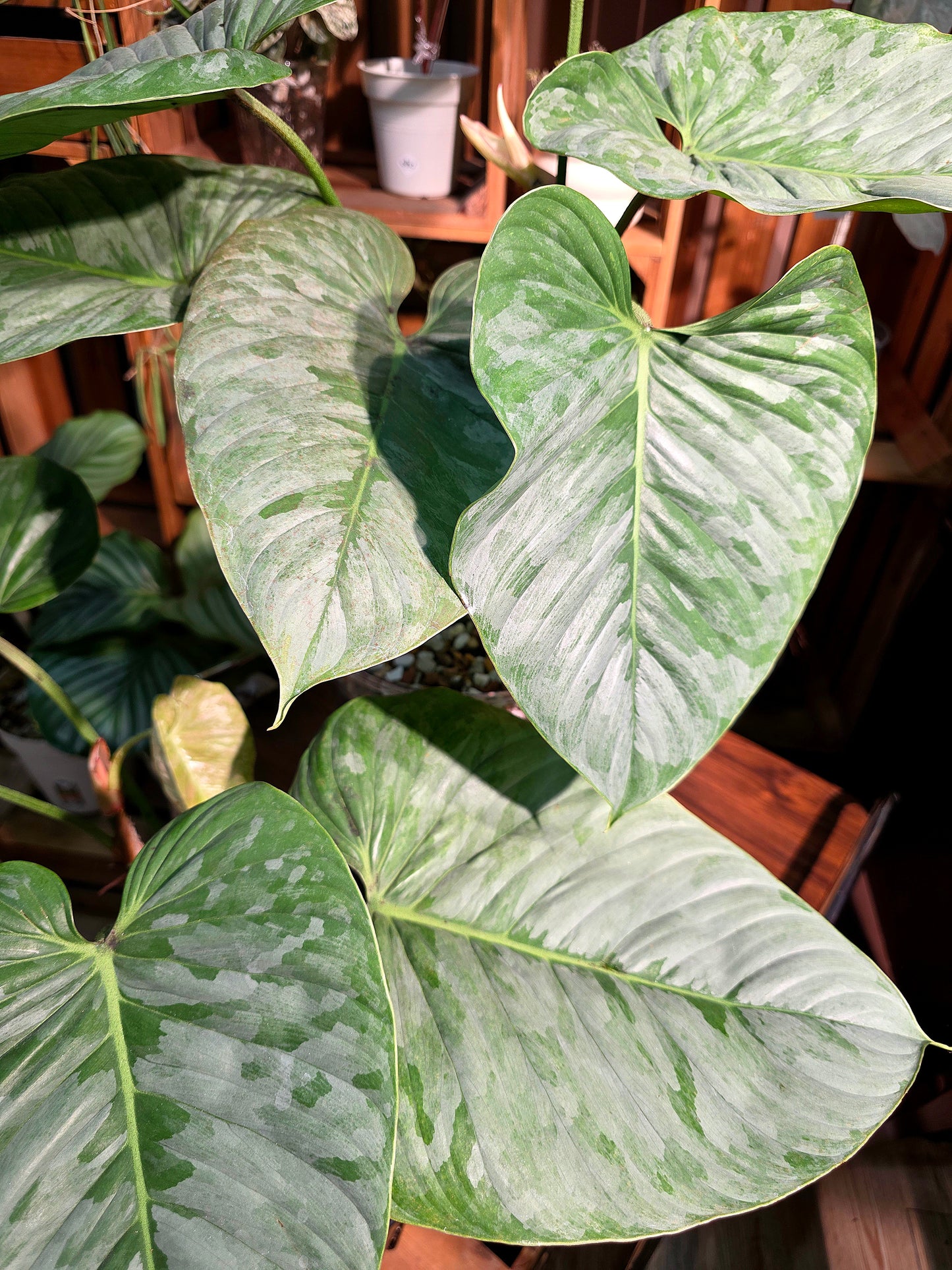 Philodendron sodiroi 索迪羅蔓綠絨