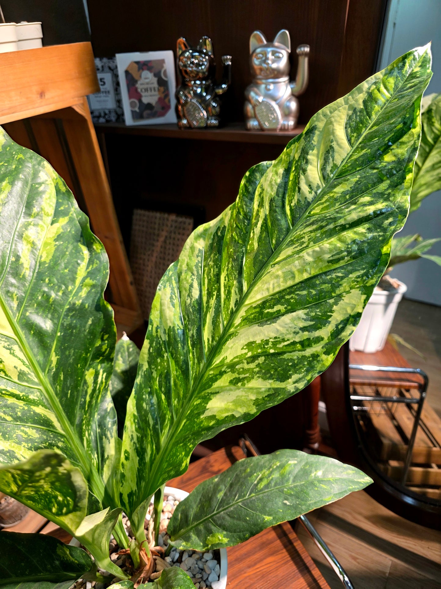 Anthurium hookleri variegated 斑葉鳥巢花燭