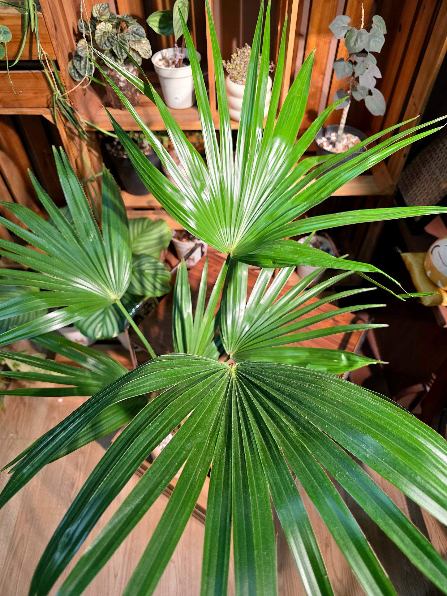 Livistona chinensis 蒲葵