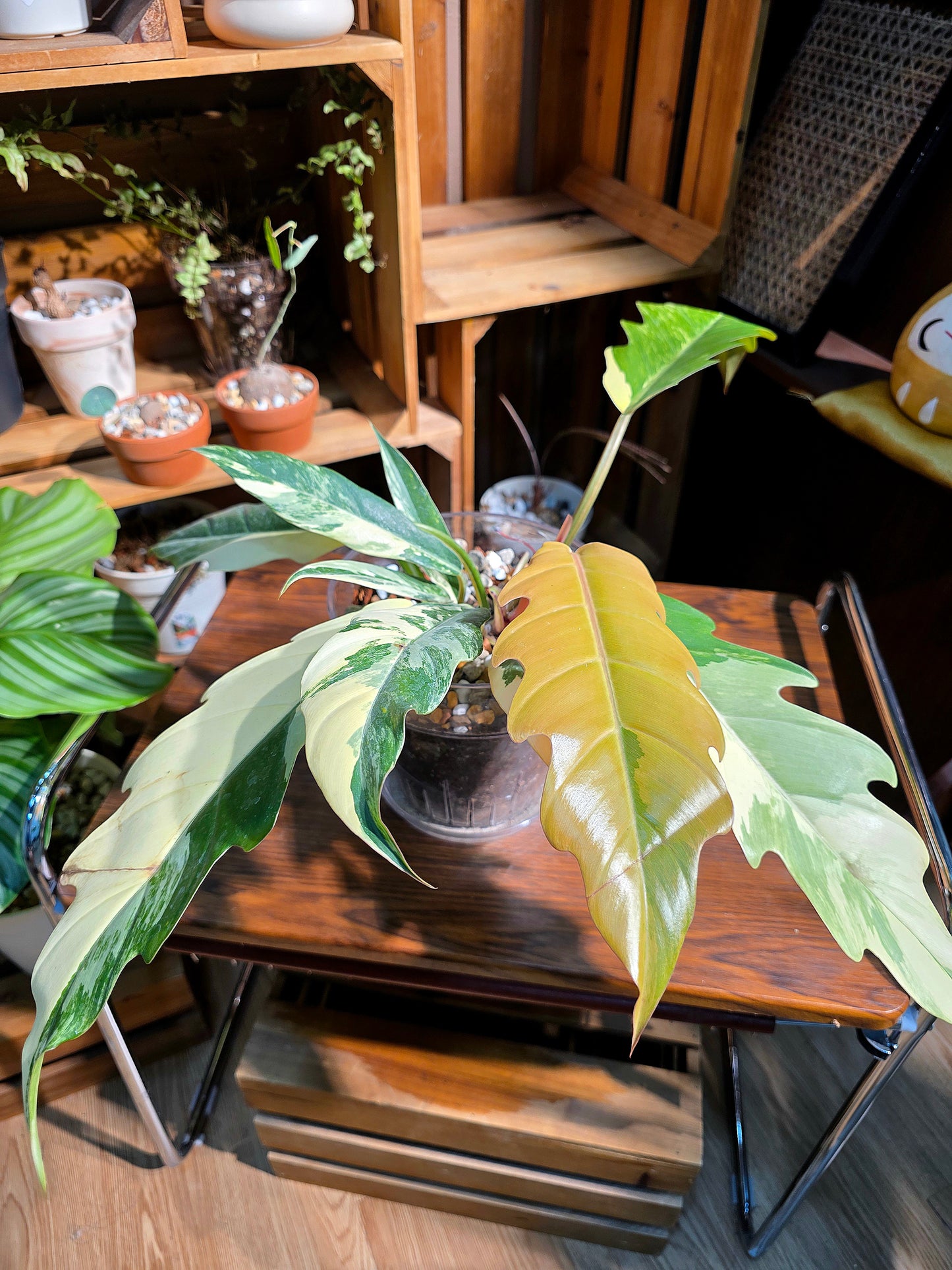 Philodendron caramel marble variegated 焦糖大理石蔓綠絨