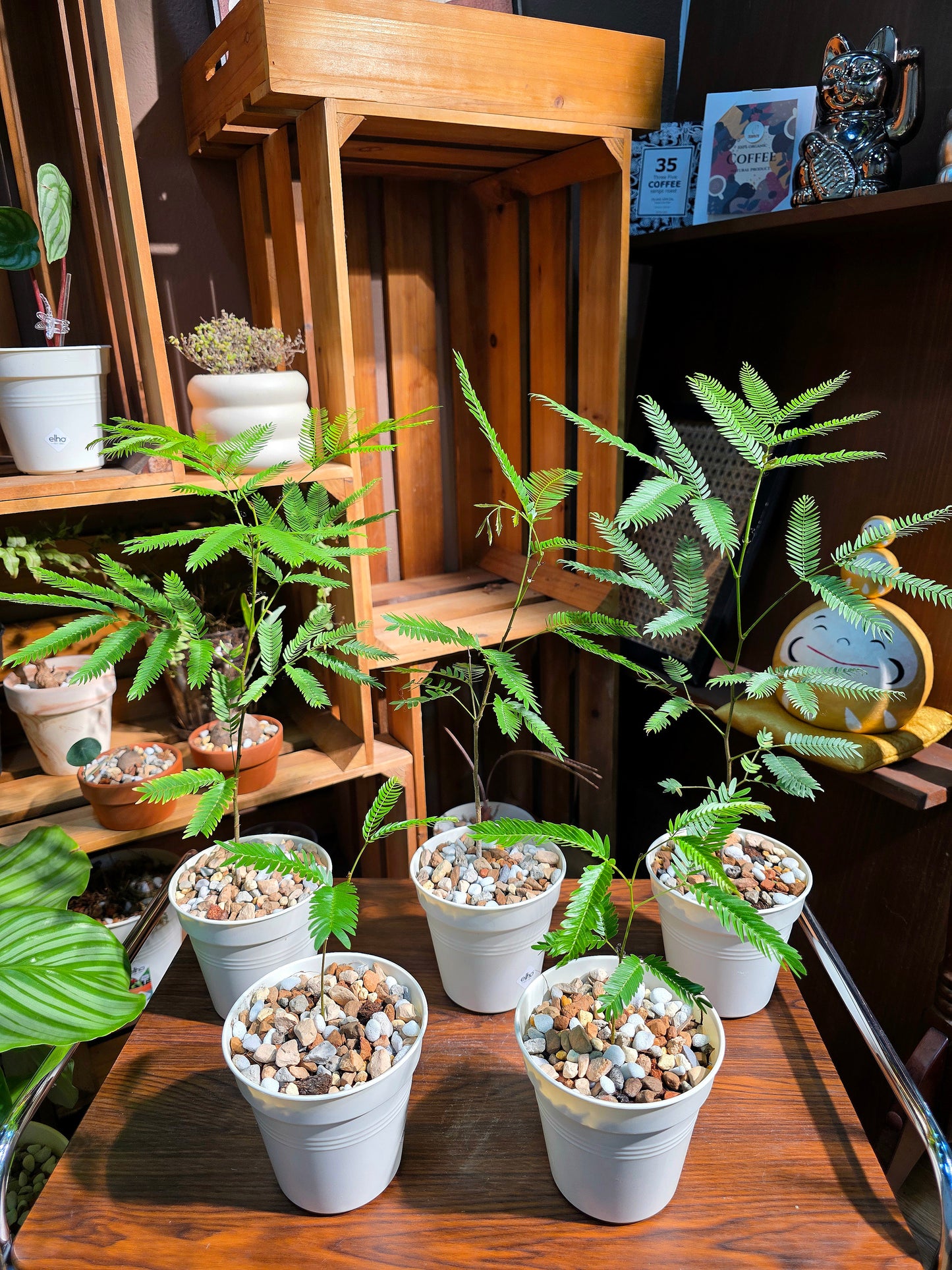 Cojoba arborea 小豆樹