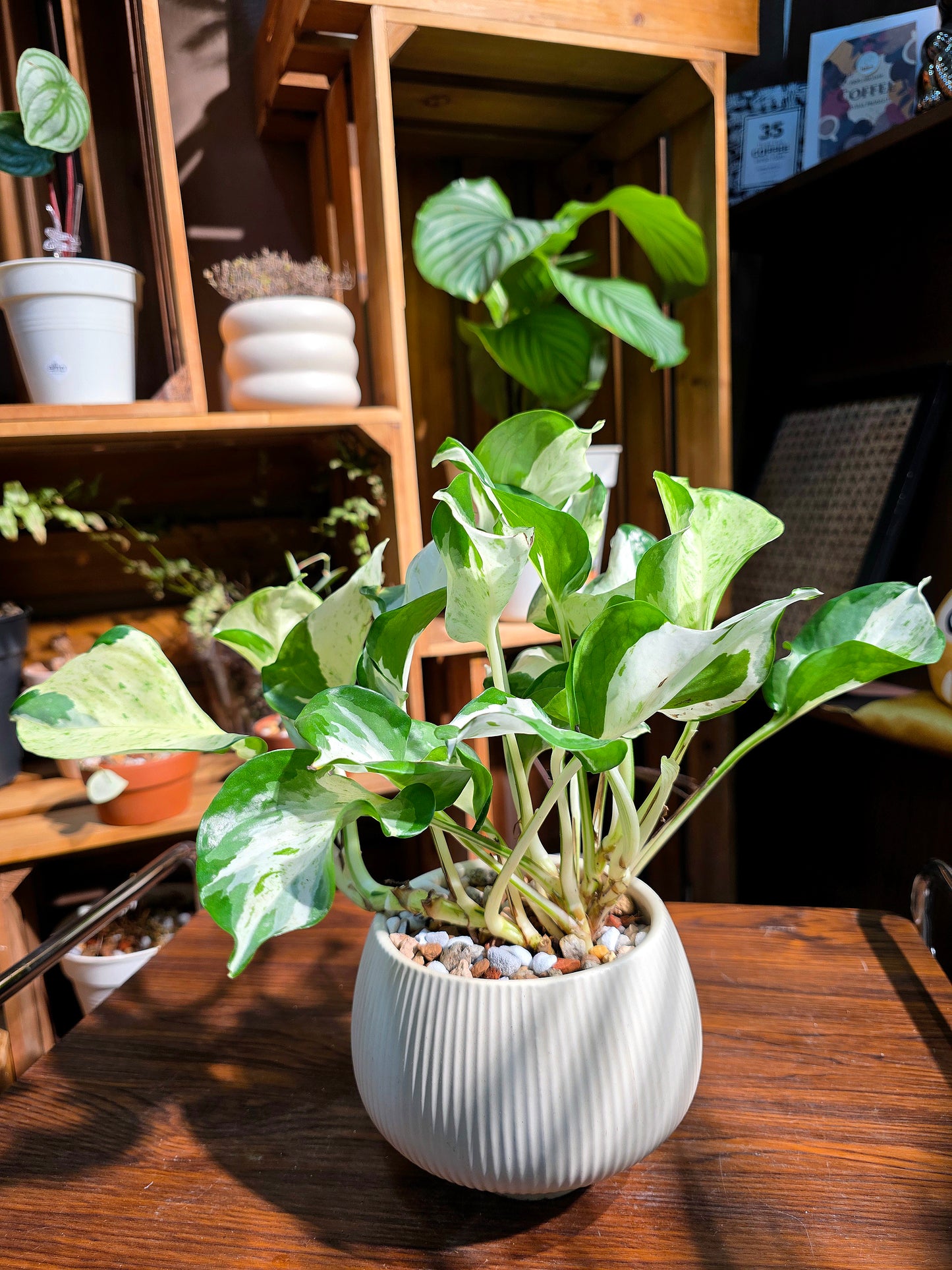 Manjula pothos happy leaf 快樂葉子