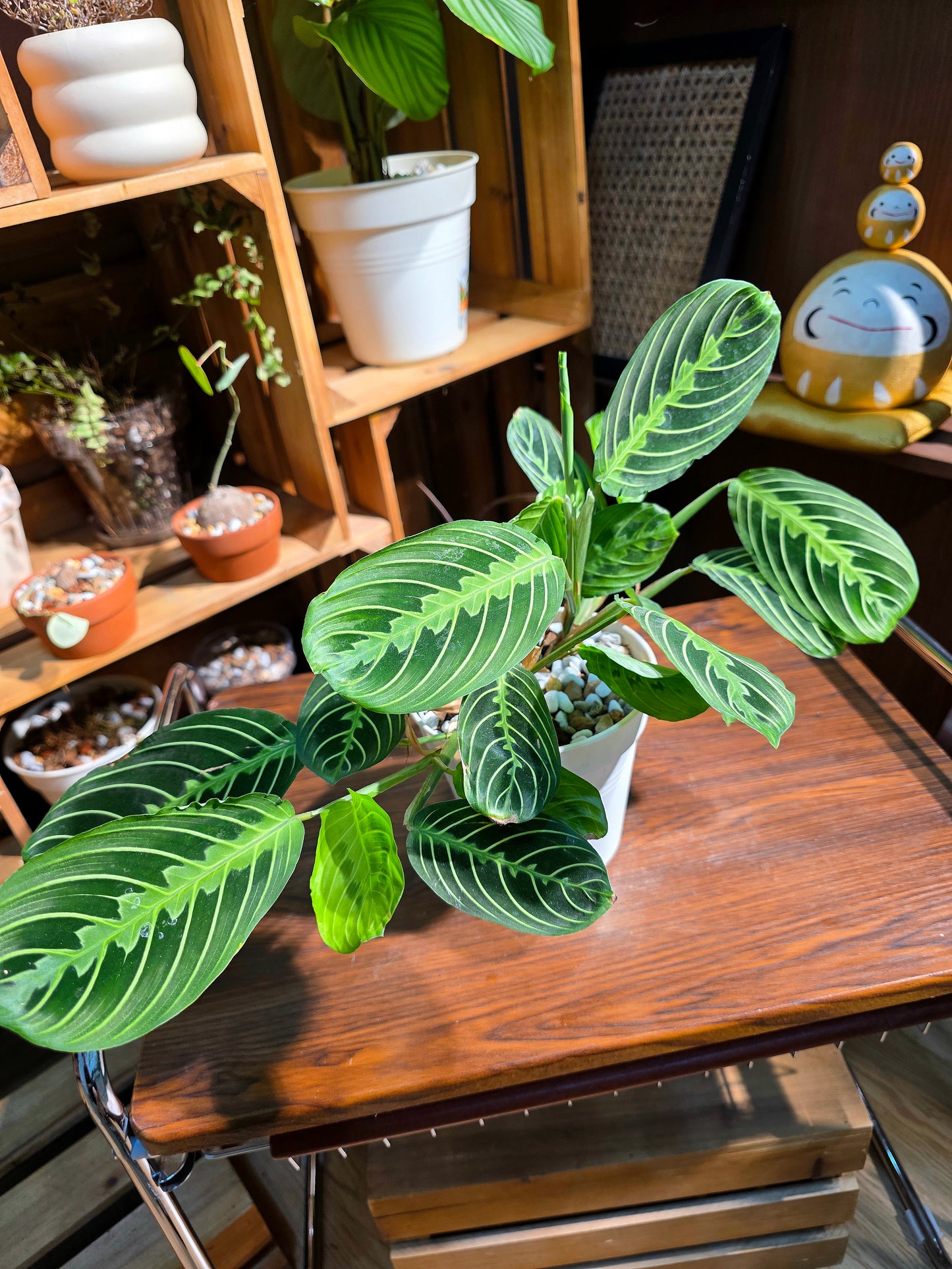 Maranta leuconeura lemon lime 檸檬竹芋