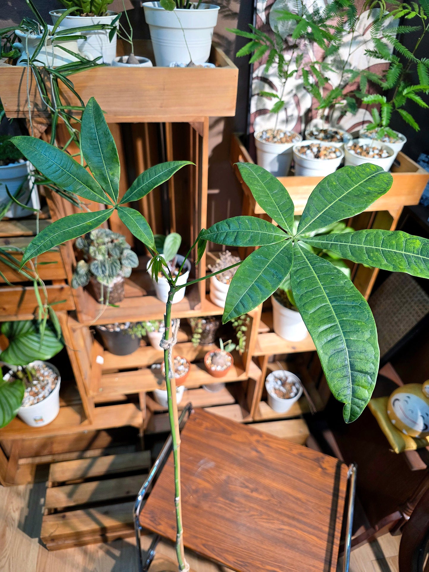 Pachira aquatica 馬拉巴栗原生種發財樹