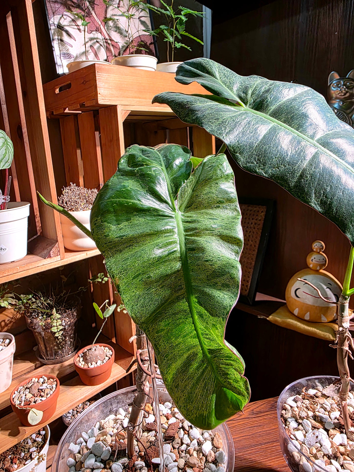 Philodendron paraiso verde 綠天堂蔓綠絨