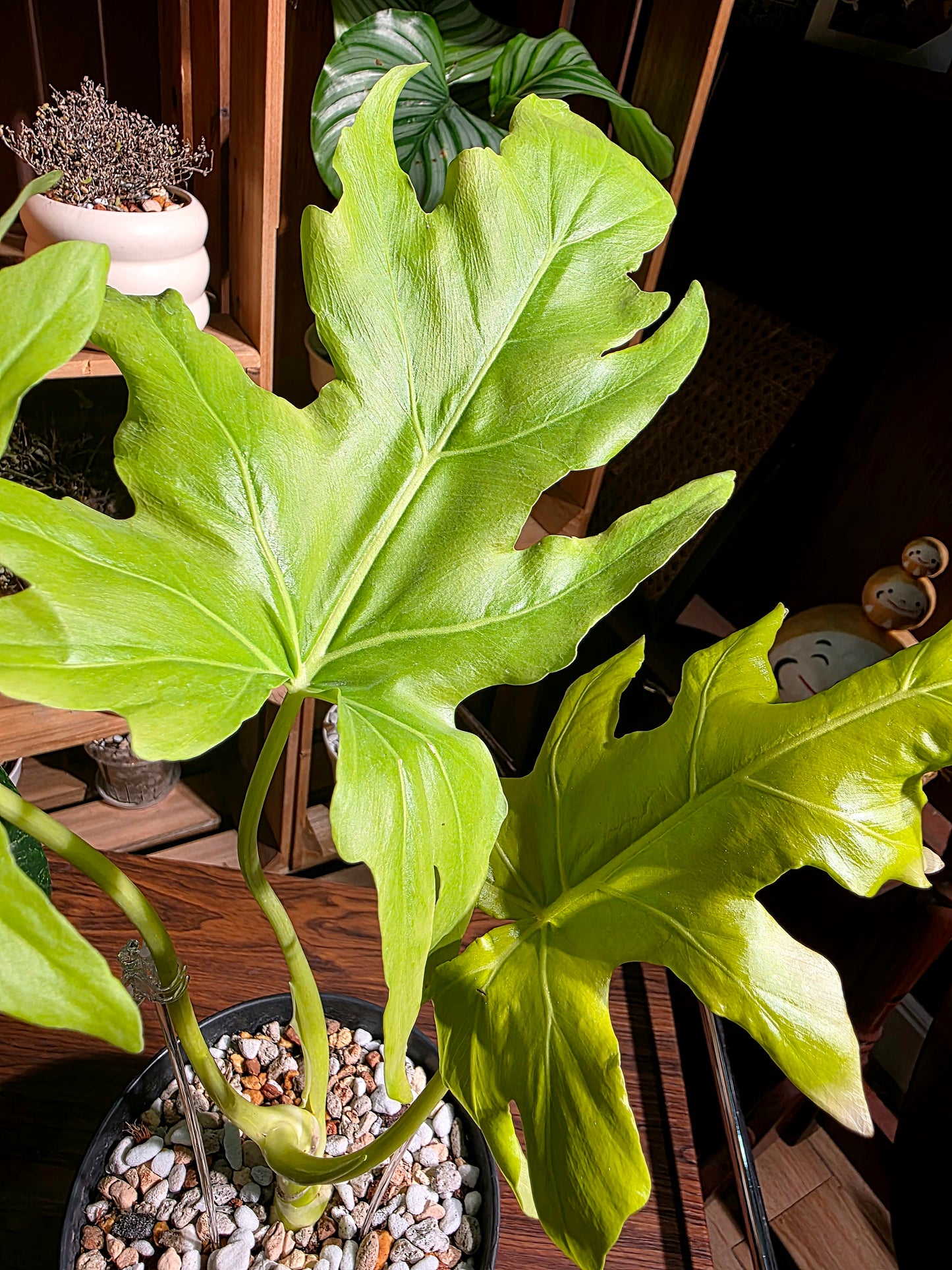 Philodendron warscewiczii aurea flavum 黃金春羽