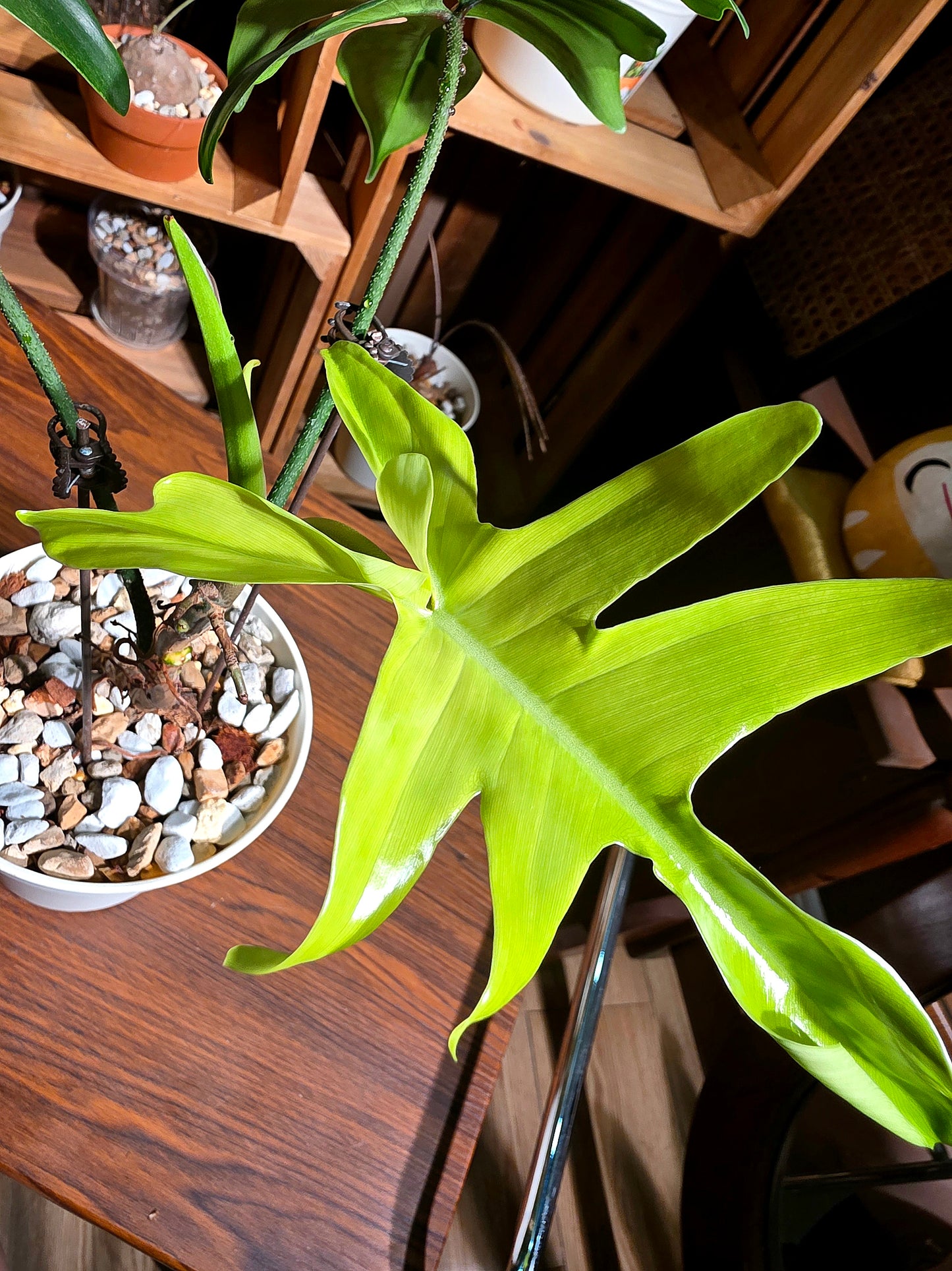 Philodendron florida ghost 幽靈蔓綠絨