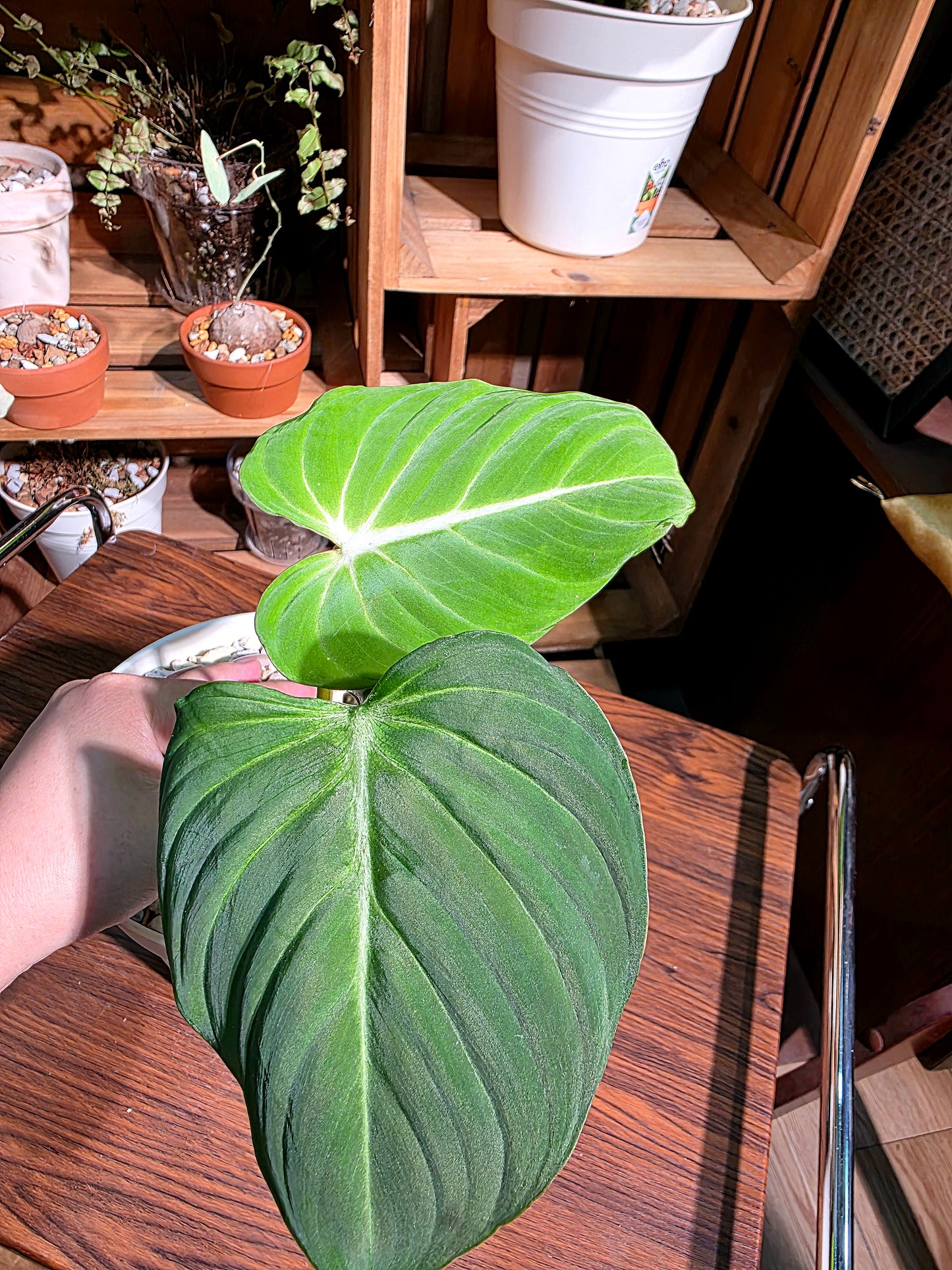 Philodendron gloriosum 錦緞蔓綠絨