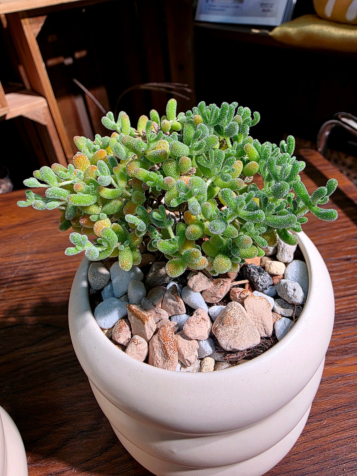 Drosanthemum sp skilpad 冰晶番杏