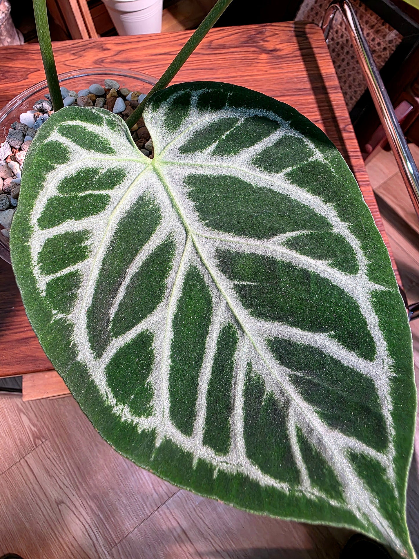 Anthuruium dorayaki x crystallinum