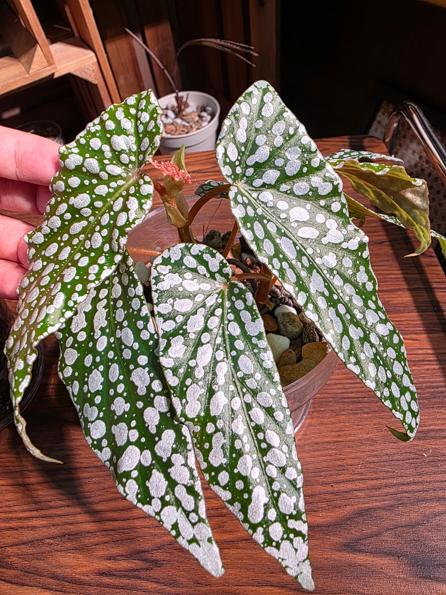 Begonia white ice 白冰秋海棠