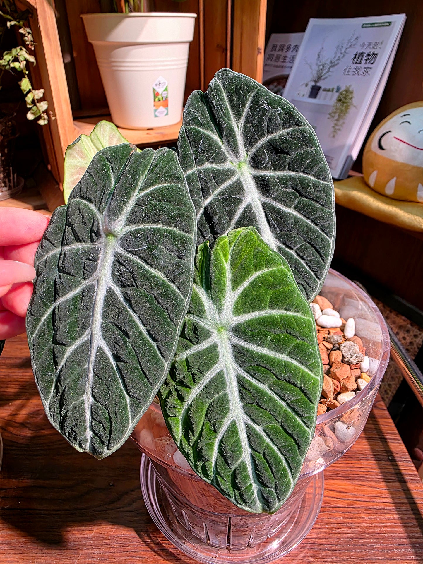 Alocasia ninja 忍者海芋