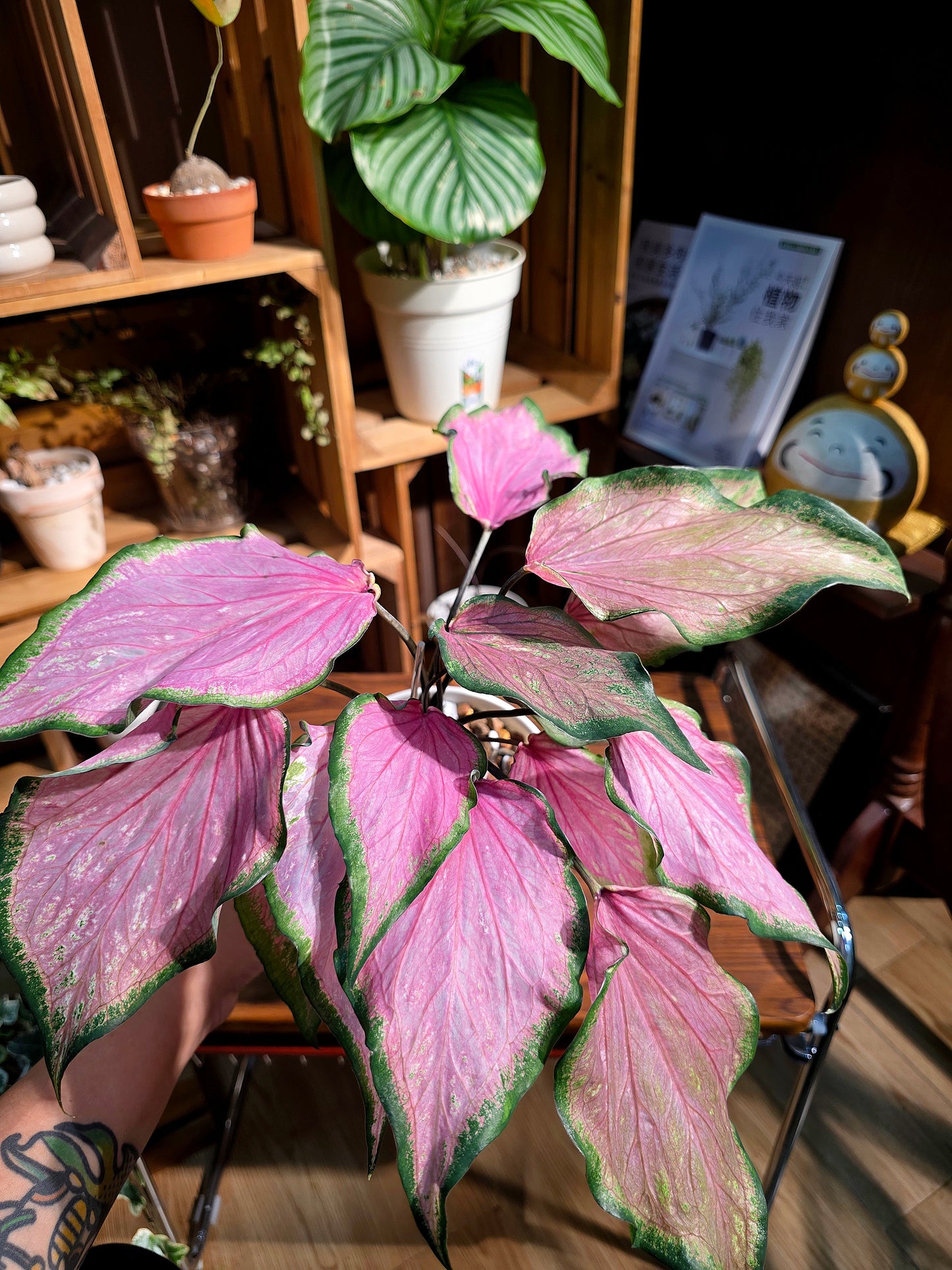 Caladium 彩葉芋