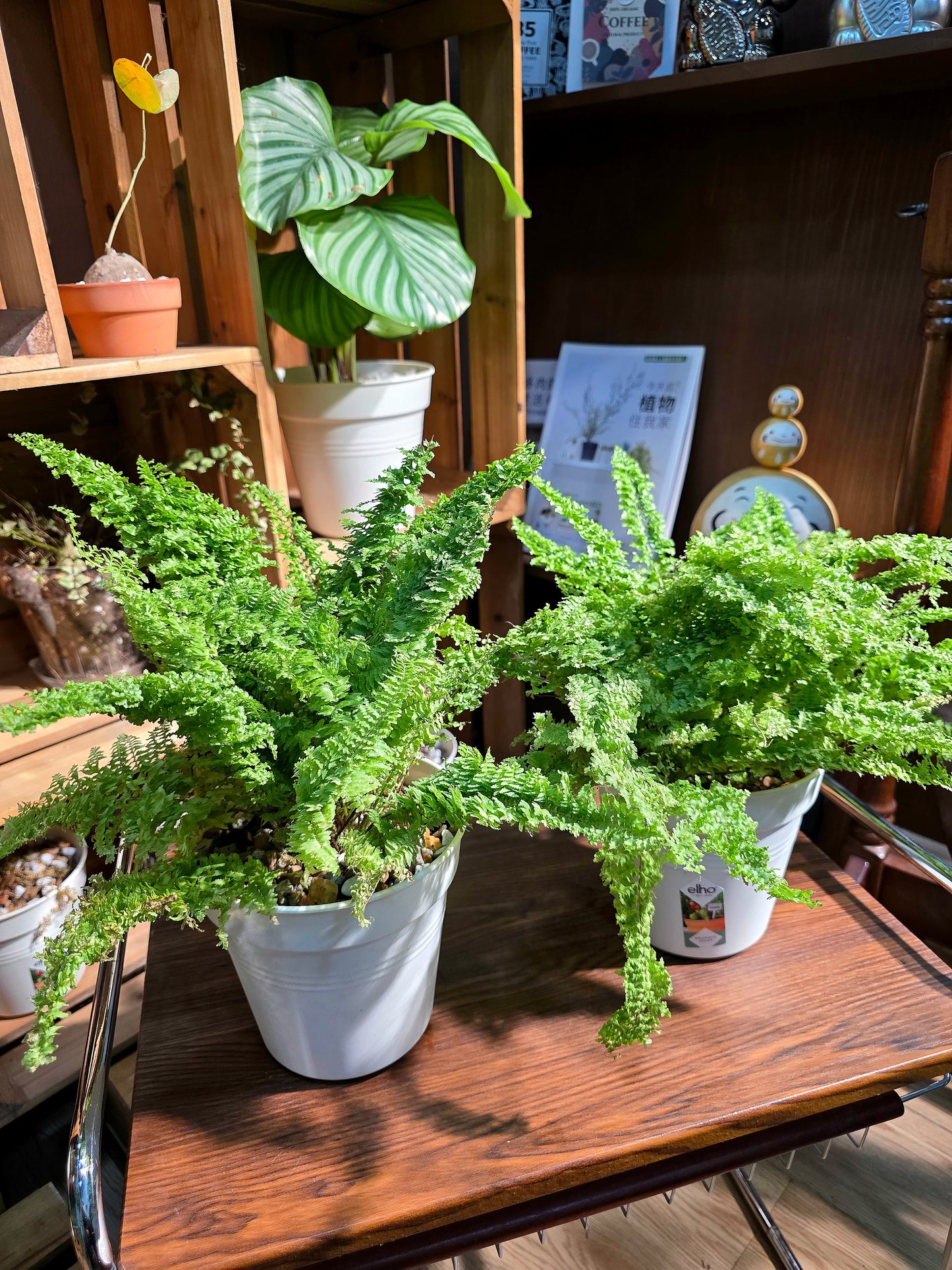 Nephrolepis exaltata cotton candy 棉花糖蕨