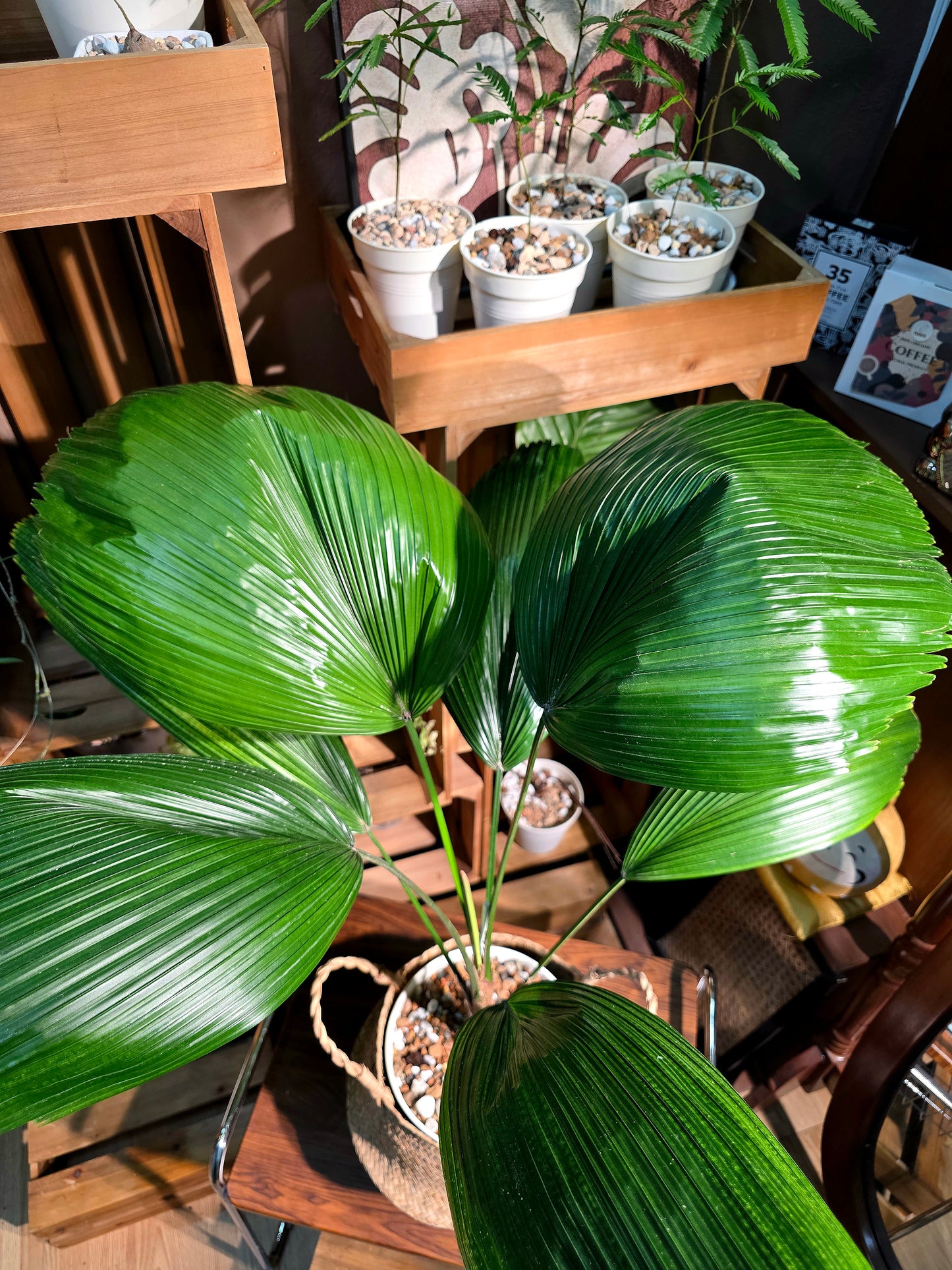 Chinese fan palm 圓葉蒲葵