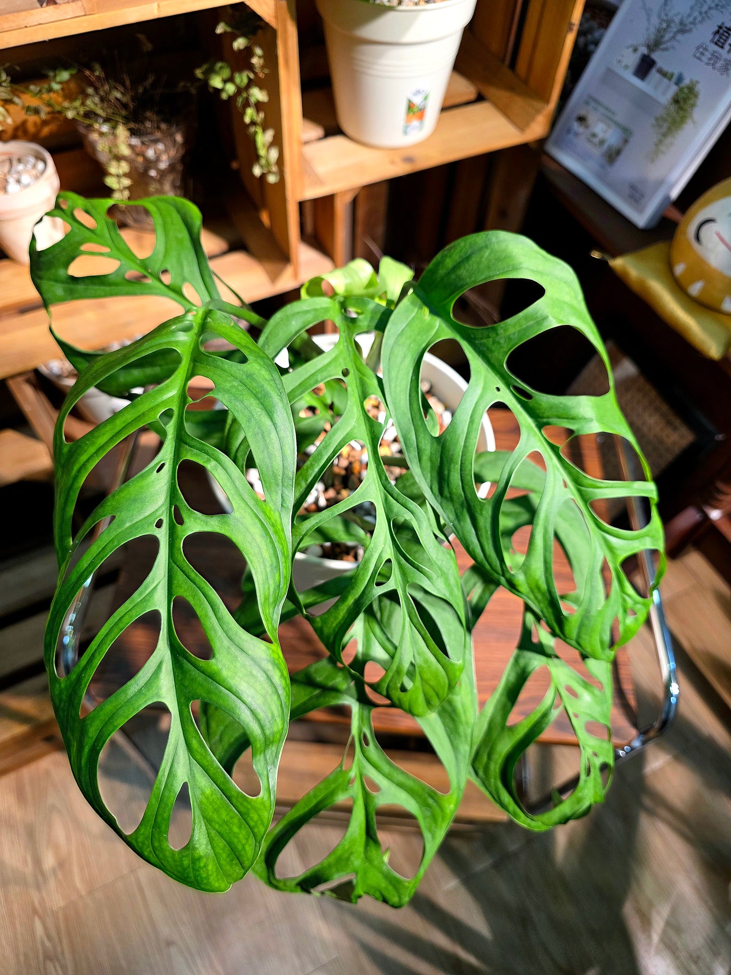 Monstera epipremnoides 巨洞龜背竹