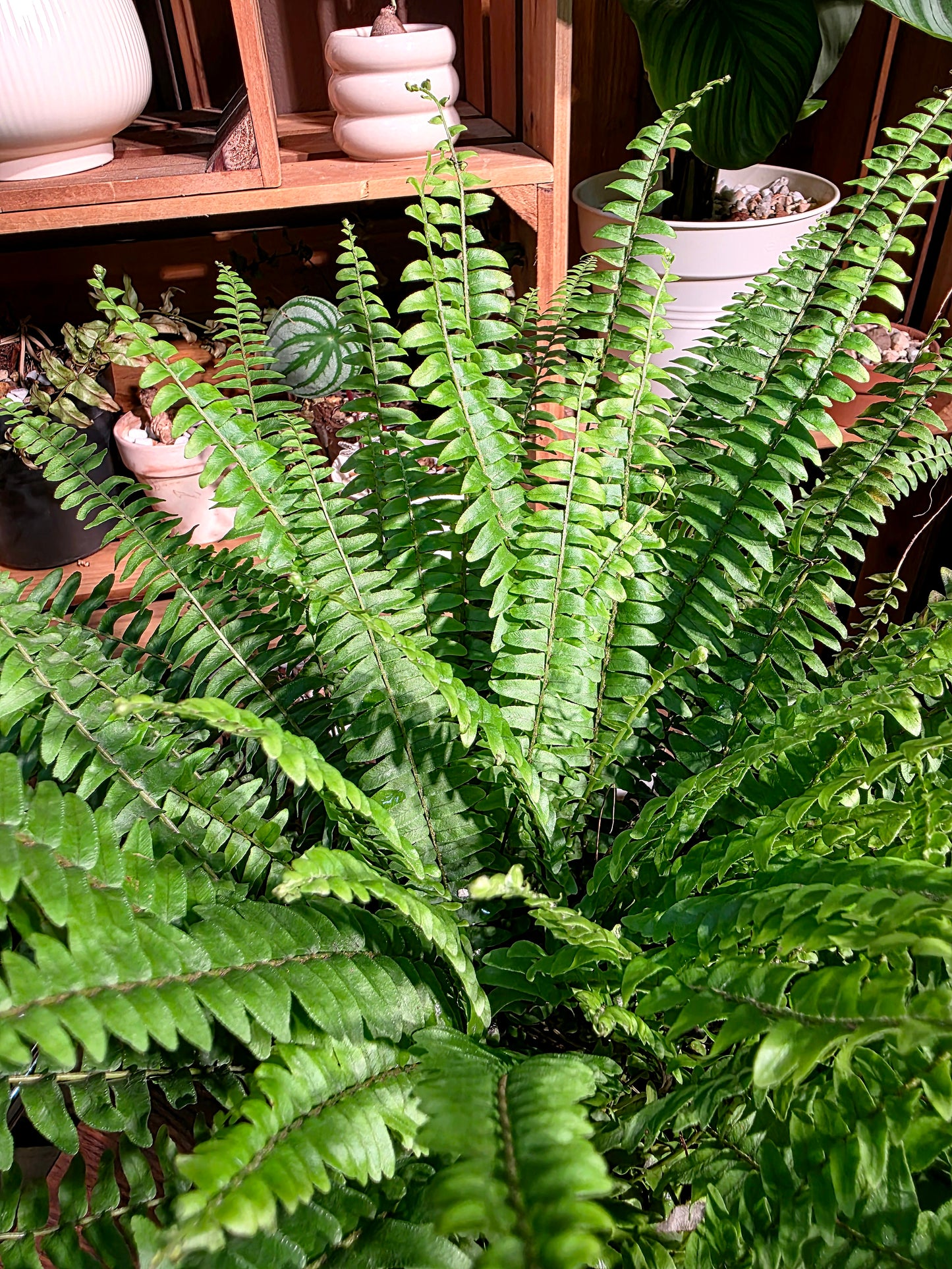 Nephrolepis biserrata