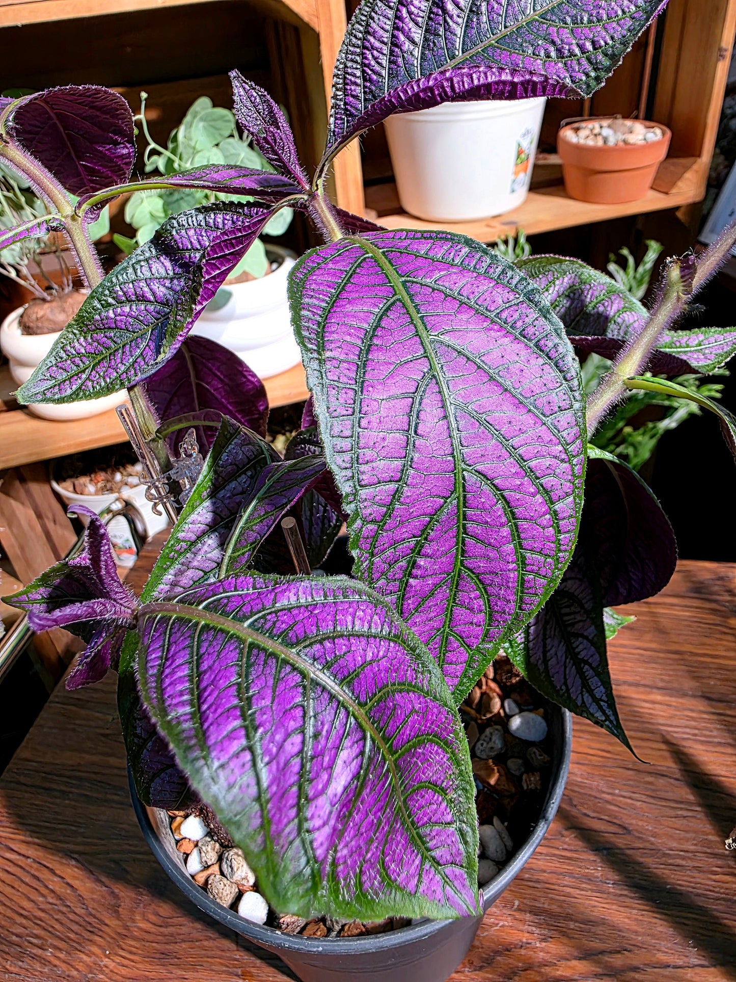 Strovilanthes dyerianus 波斯紅草