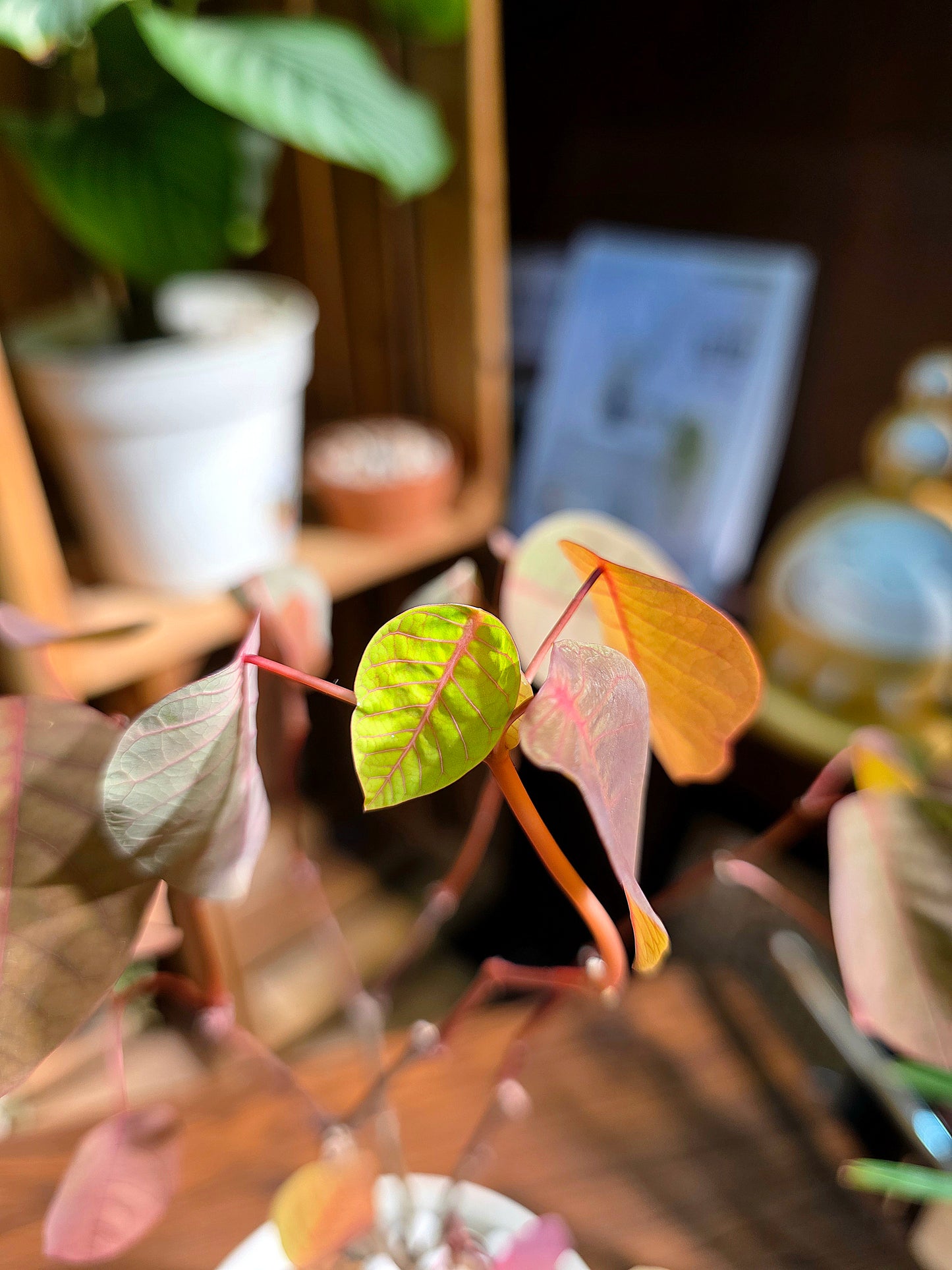 Cotinus coggygria 紅櫨