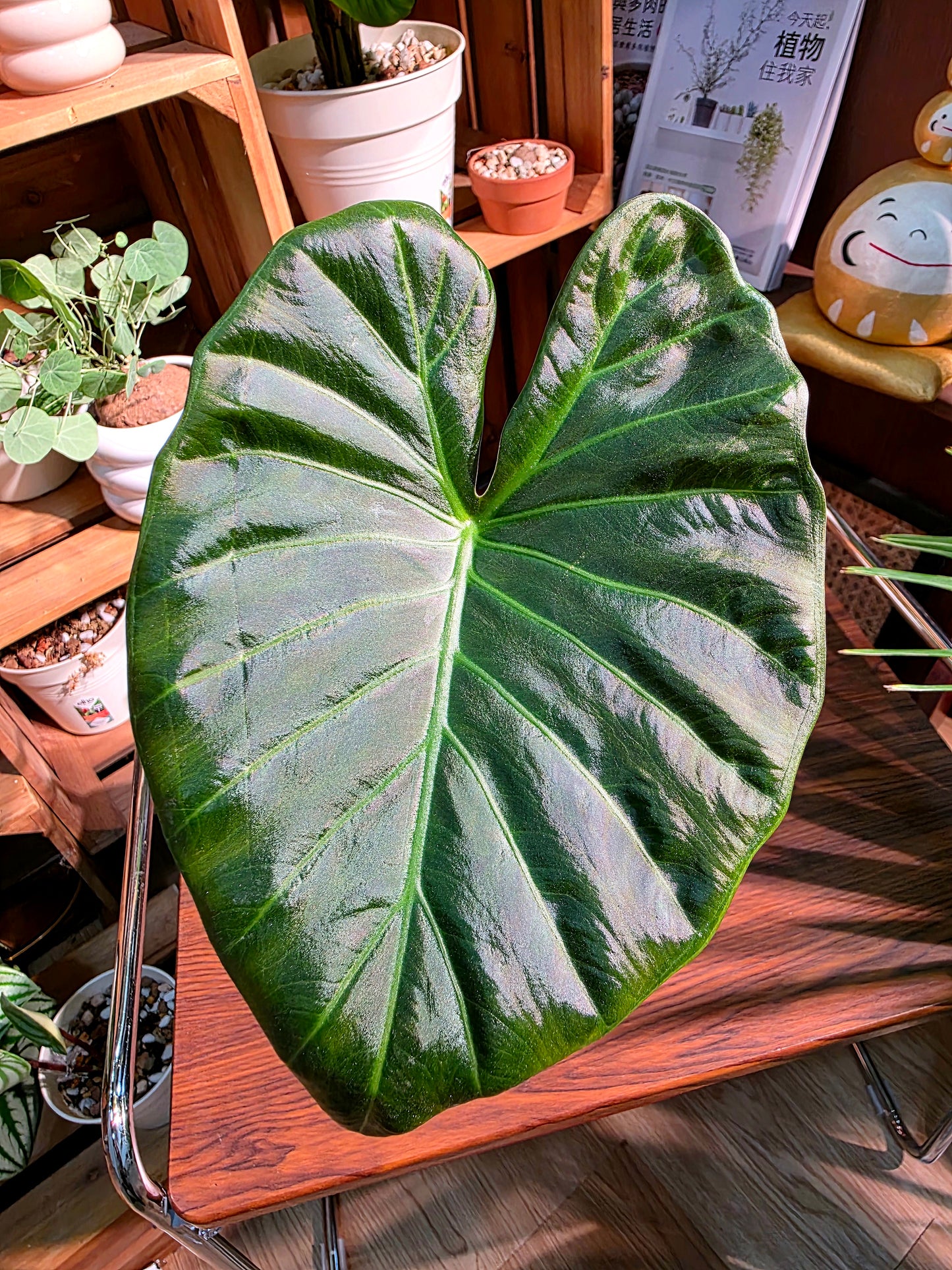 Alocasia regal shields 帝王盾海芋