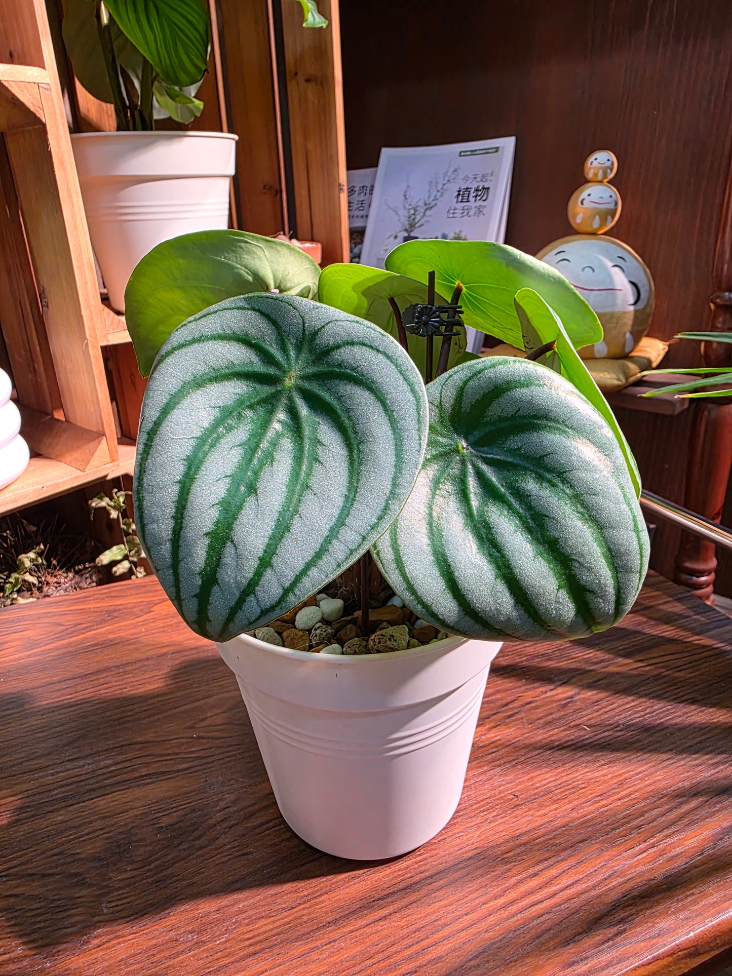 Peperomia sandersii 西瓜皮椒草