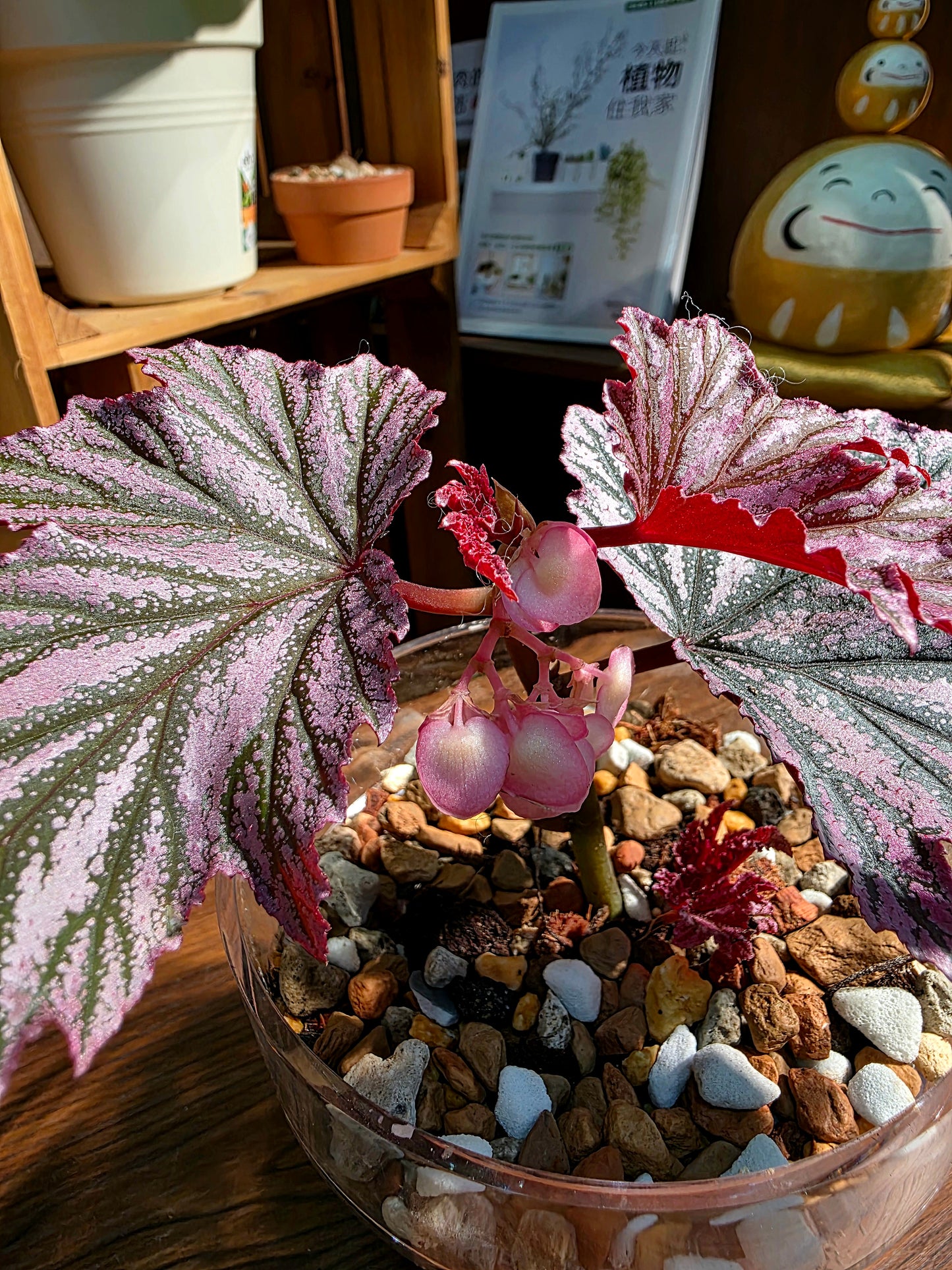 Begonia pink mink 粉紅貂秋海棠