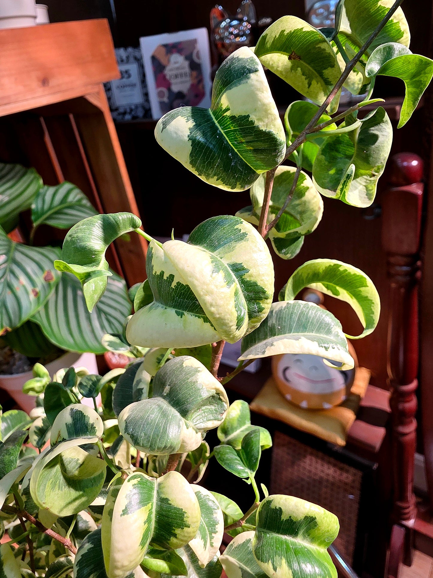 Ficus benjamina variegata 斑葉捲葉榕