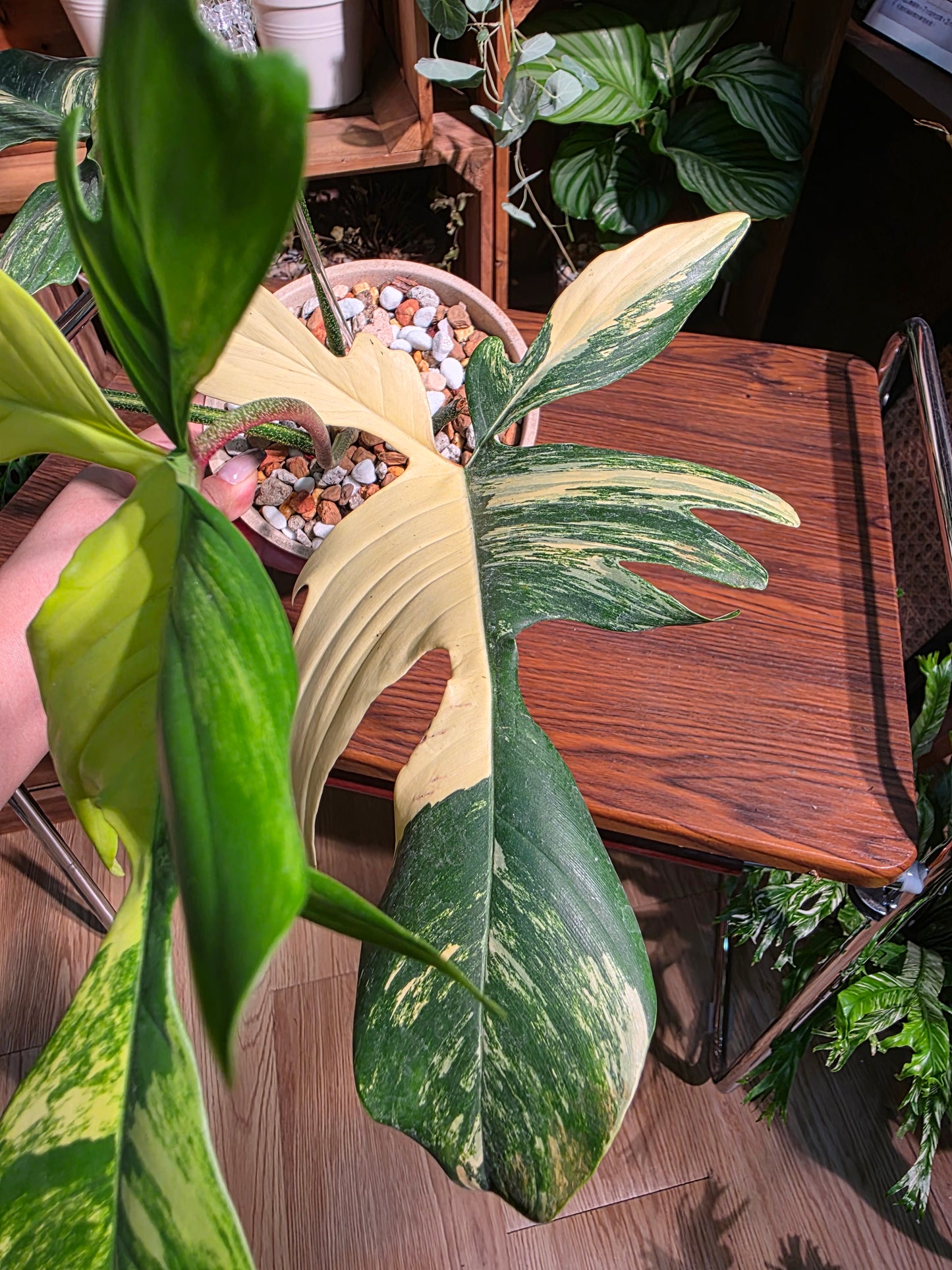 Philodendron florida beauty 斑葉龍爪